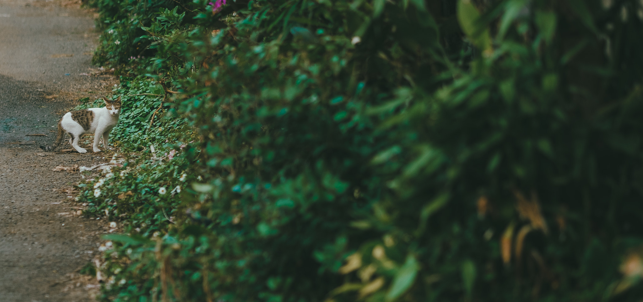 Fujifilm X-T2 + Fujifilm XF 90mm F2 R LM WR sample photo. 貓 photography