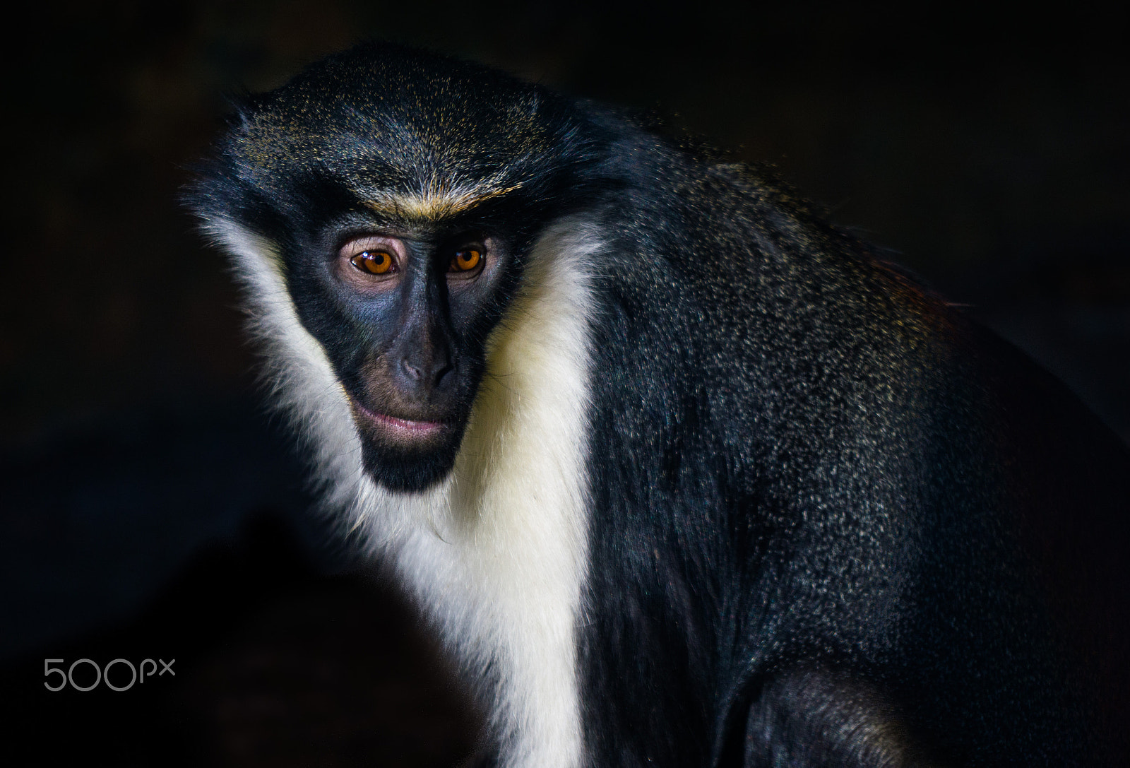 Sony a6000 + Sony FE 70-200mm F4 G OSS sample photo. Monkey photography