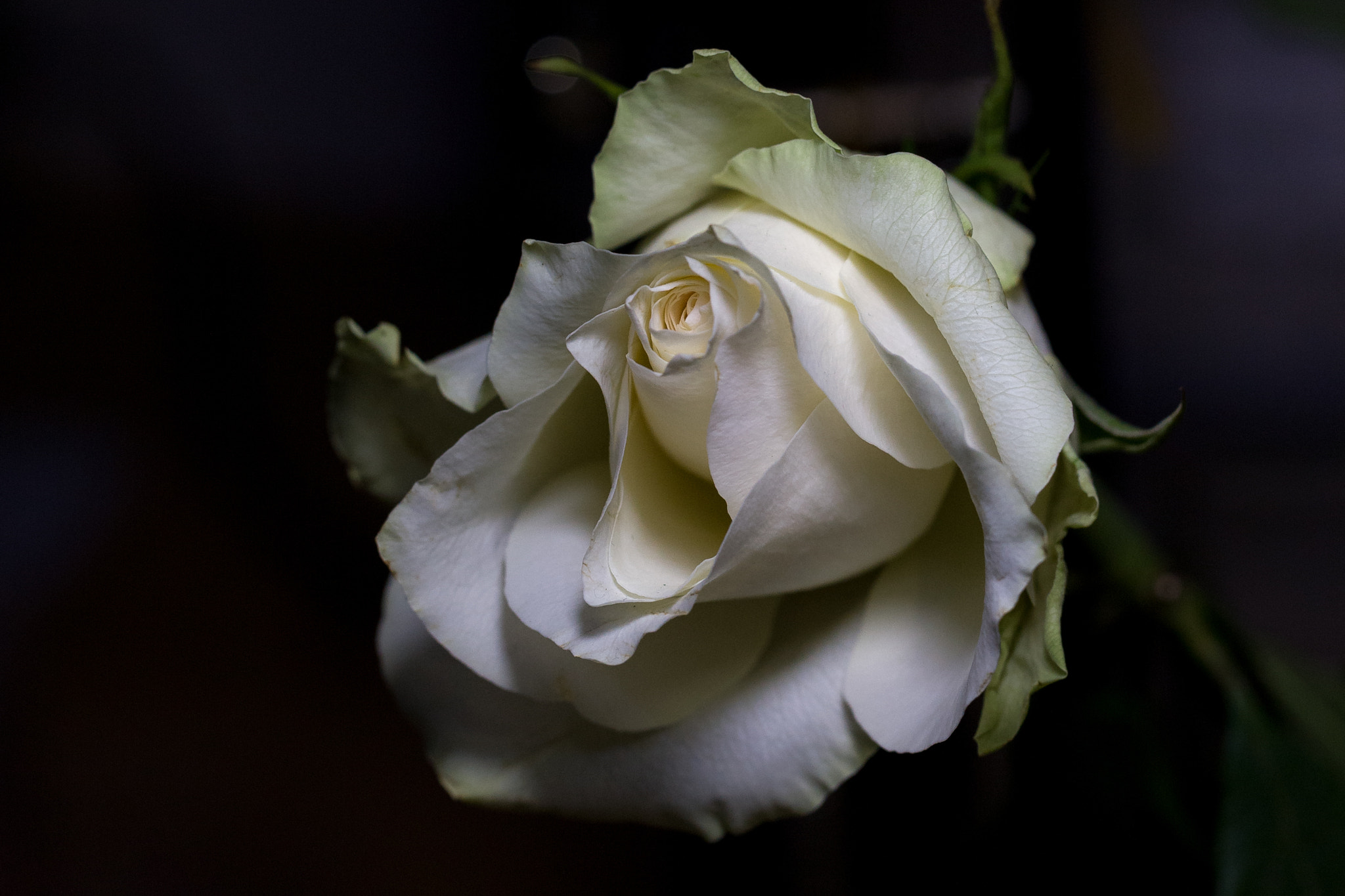 Canon EOS-1Ds Mark III sample photo. White rose photography