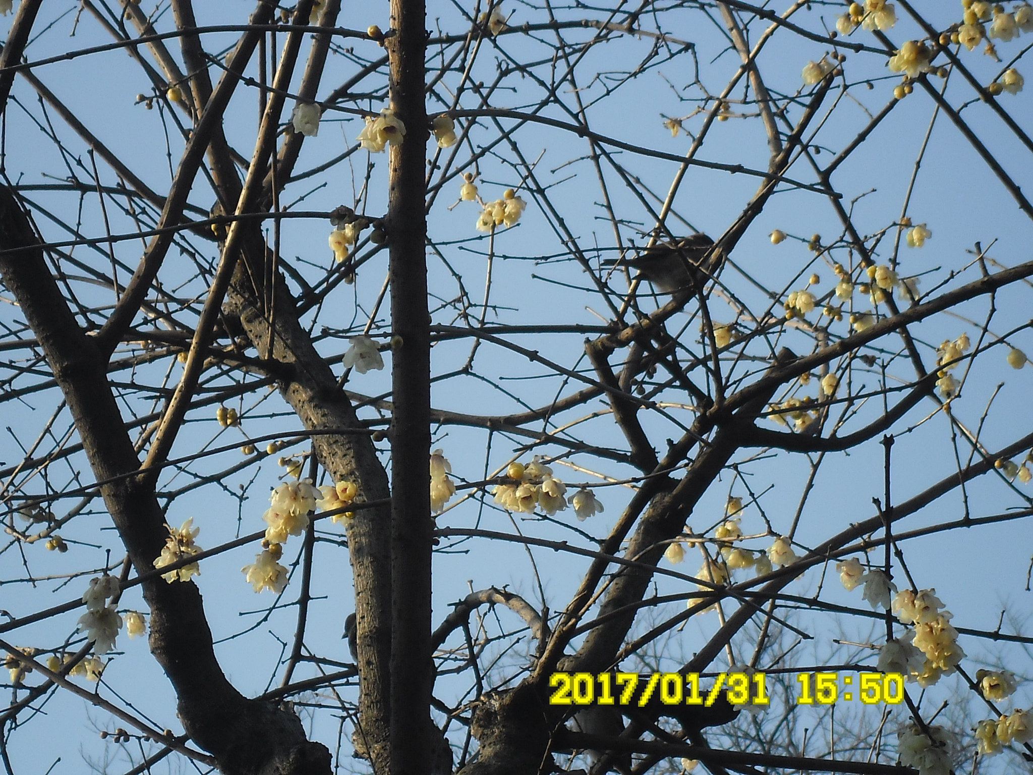 Samsung ES80/ ES81 sample photo