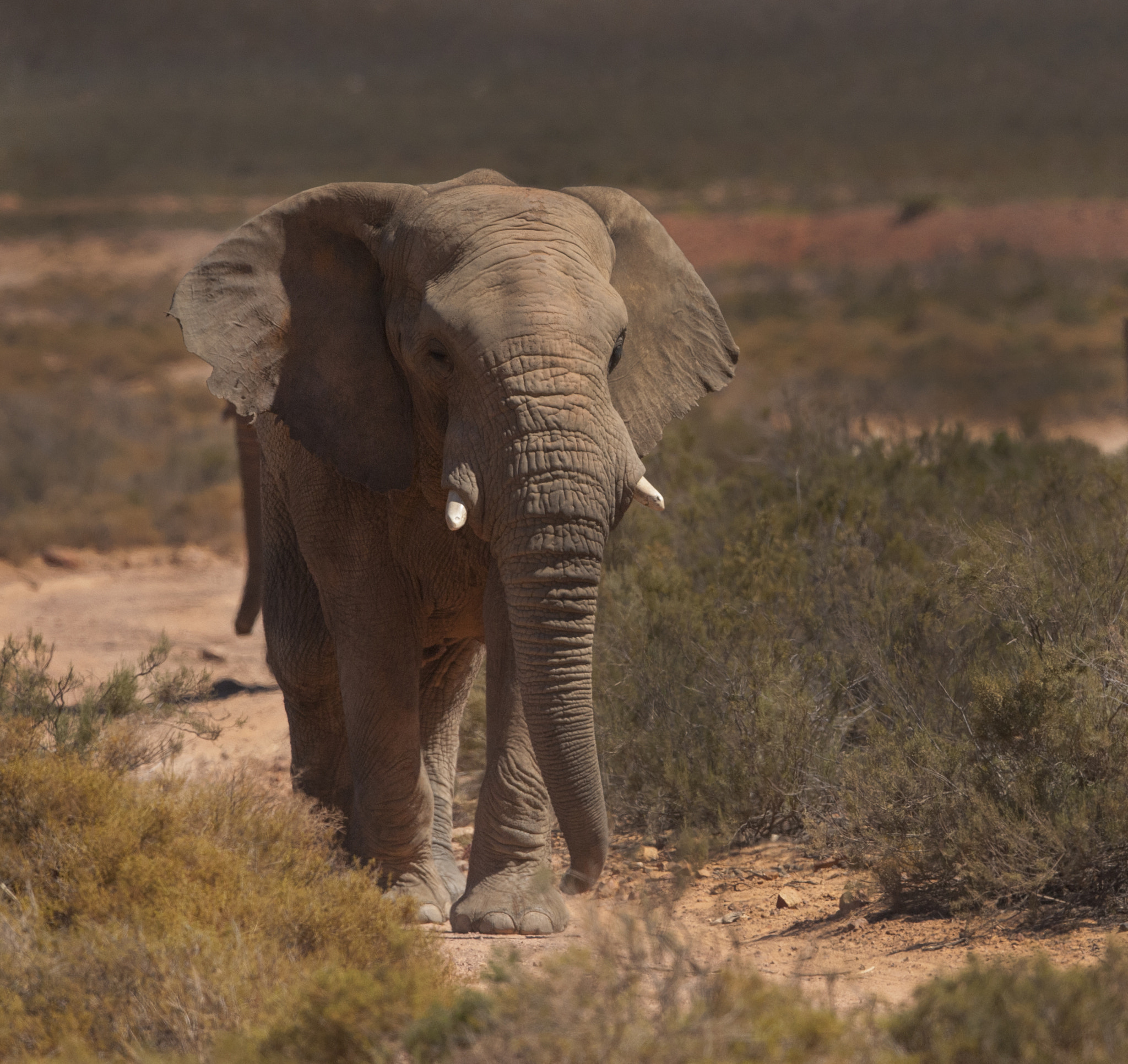 Nikon AF-S Nikkor 400mm F2.8E FL ED VR sample photo. Bull elephant photography