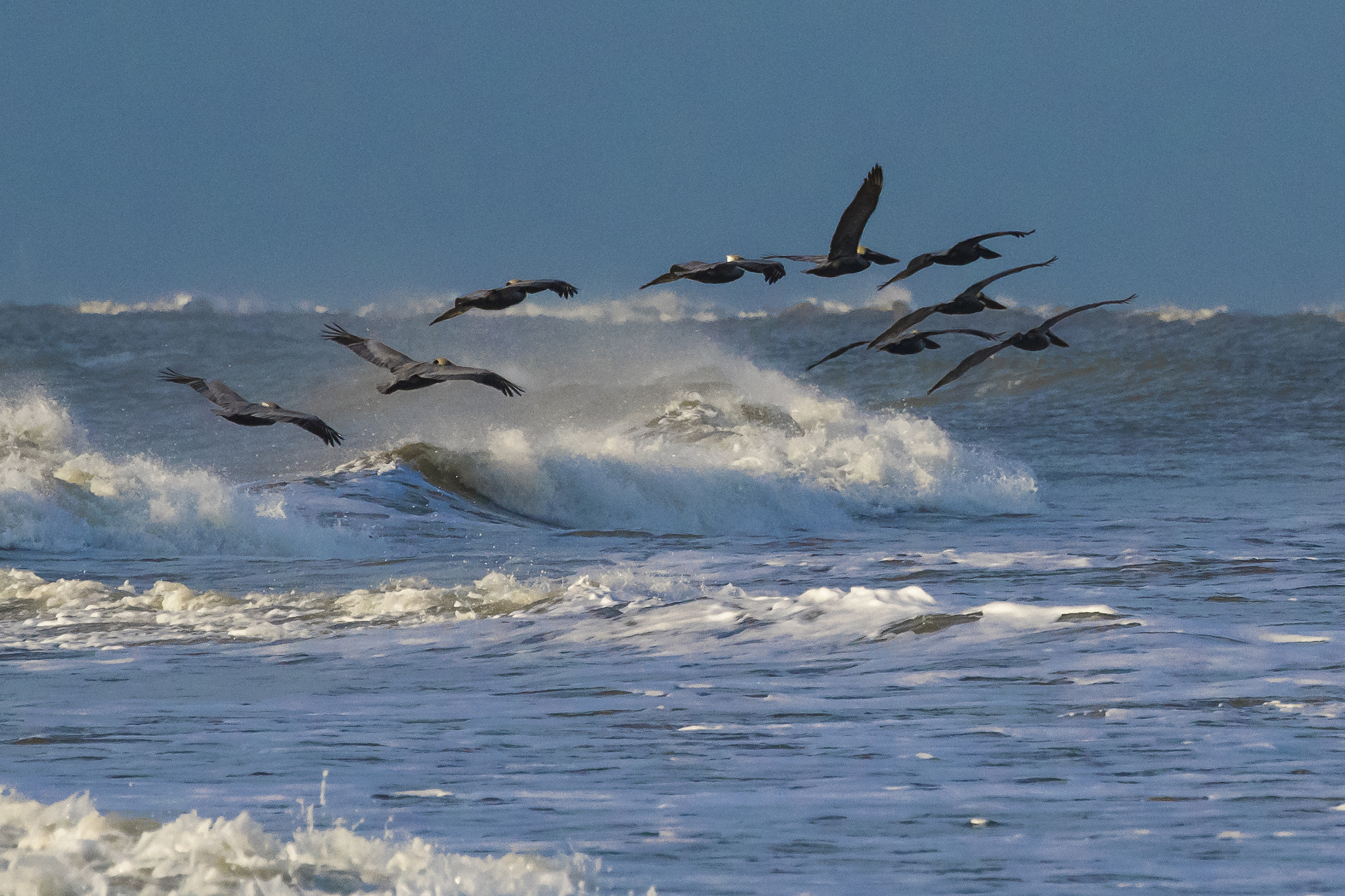 Nikon D500 + Tamron SP 70-300mm F4-5.6 Di VC USD sample photo. Pelicans on the wing photography