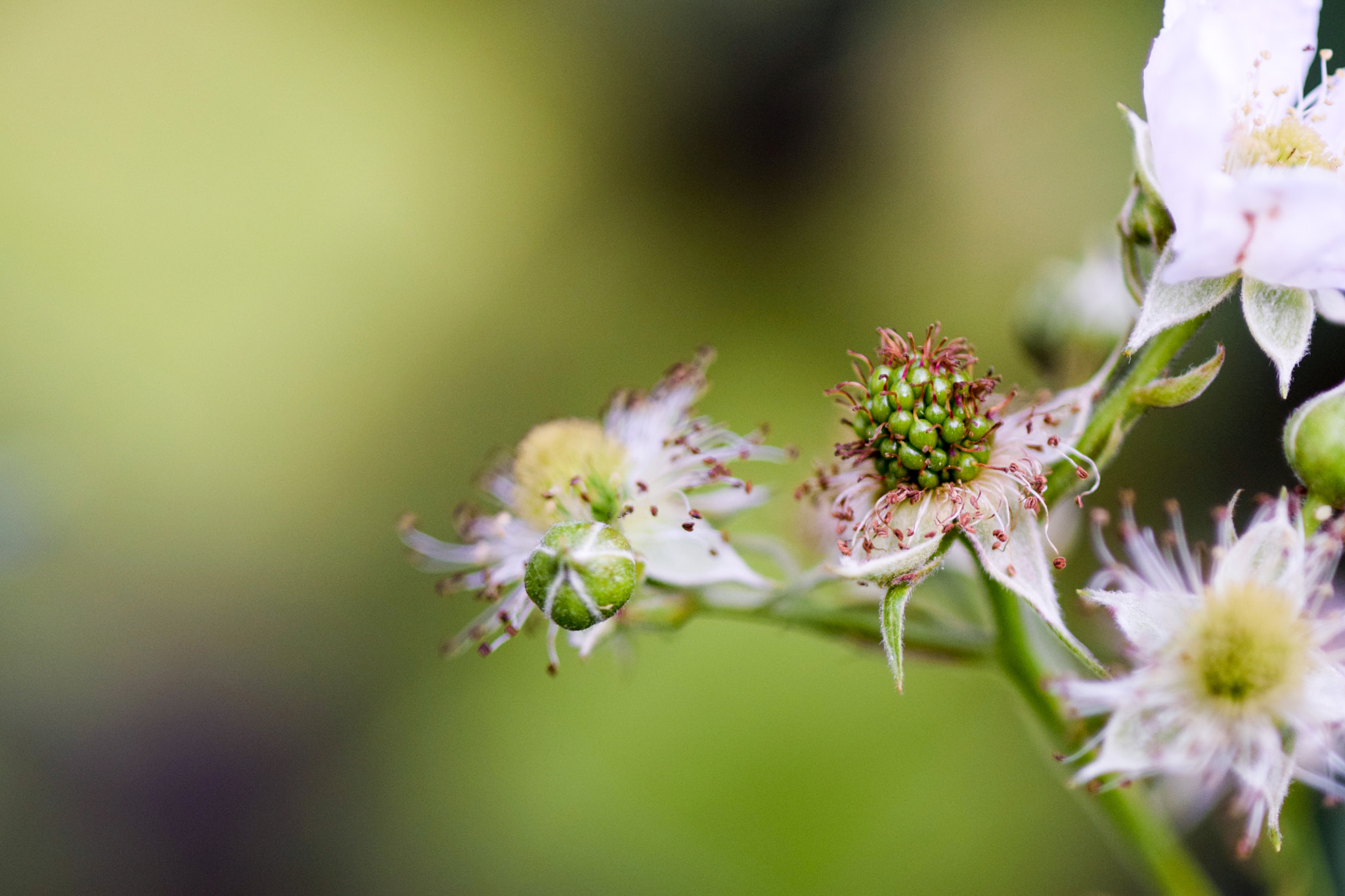 Nikon D5300 + AF Micro-Nikkor 105mm f/2.8 sample photo. Blackberry photography
