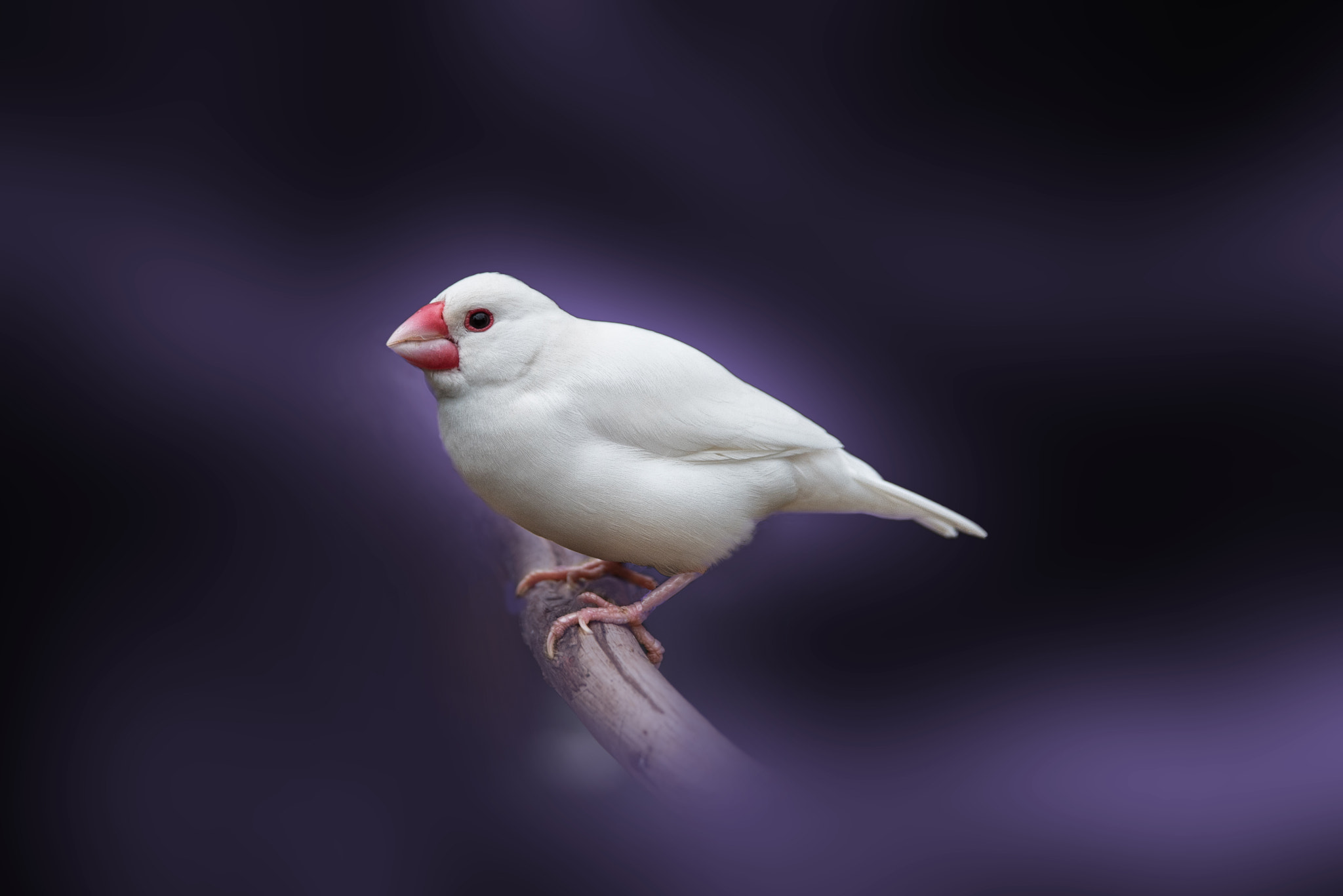 AF Zoom-Nikkor 28-105mm f/3.5-4.5D IF sample photo. Be like the bird photography