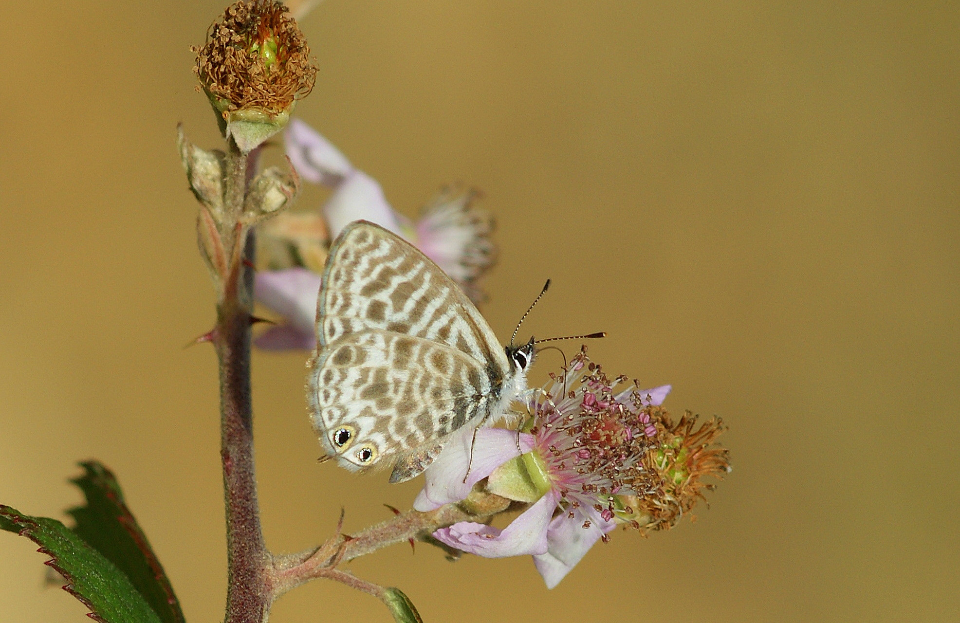 Sony Alpha DSLR-A350 + Sony 100mm F2.8 Macro sample photo. Mavi zebra / lang's short-tailed blue photography