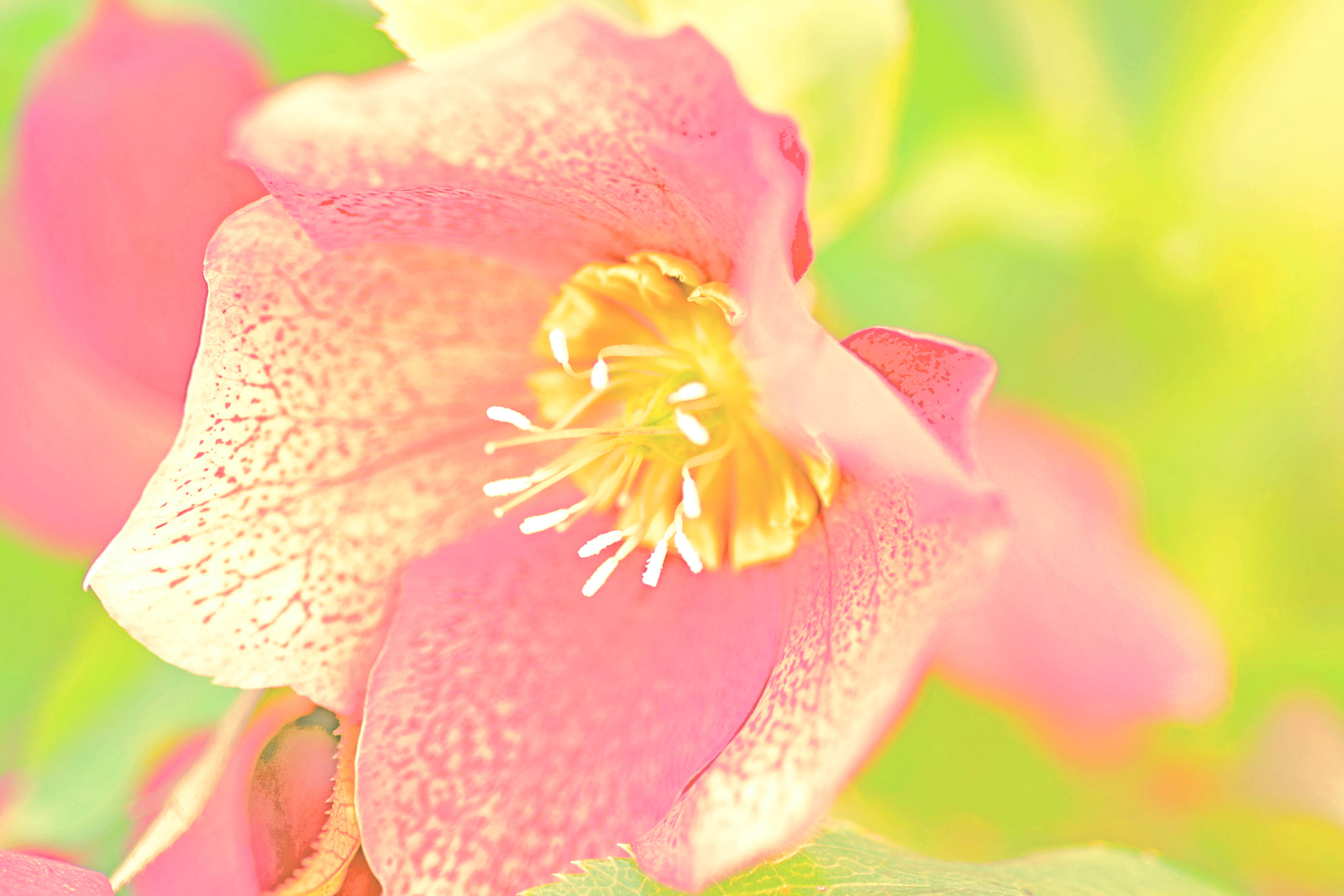 Pentax K-70 sample photo. Christmas rose photography