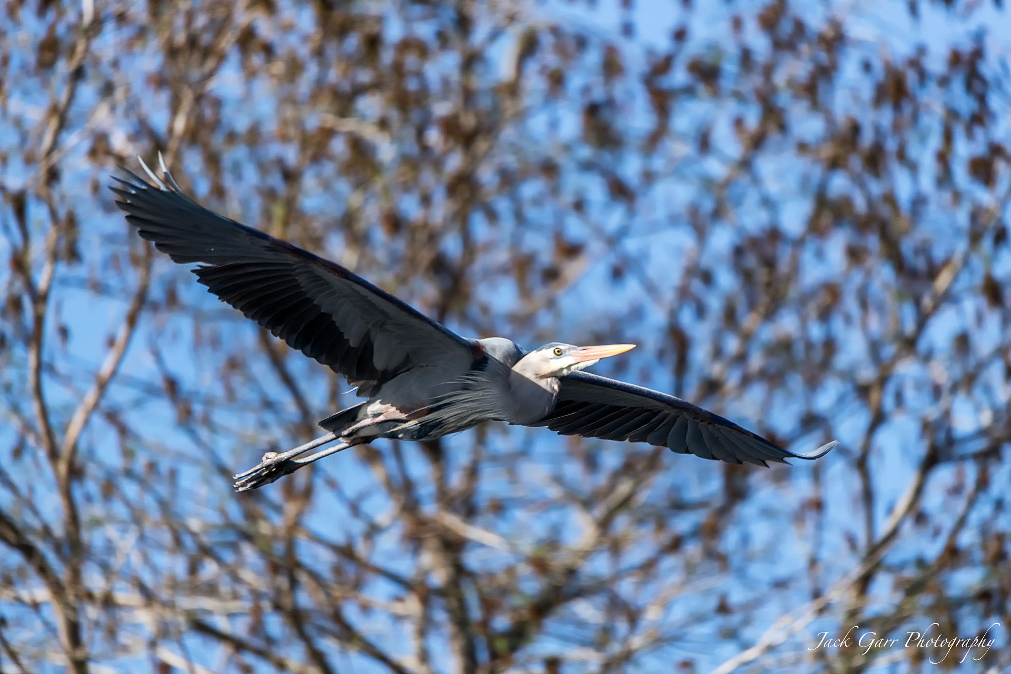 Canon EOS-1D X Mark II + 150-600mm F5-6.3 DG OS HSM | Sports 014 sample photo. Great blu heron flying photography