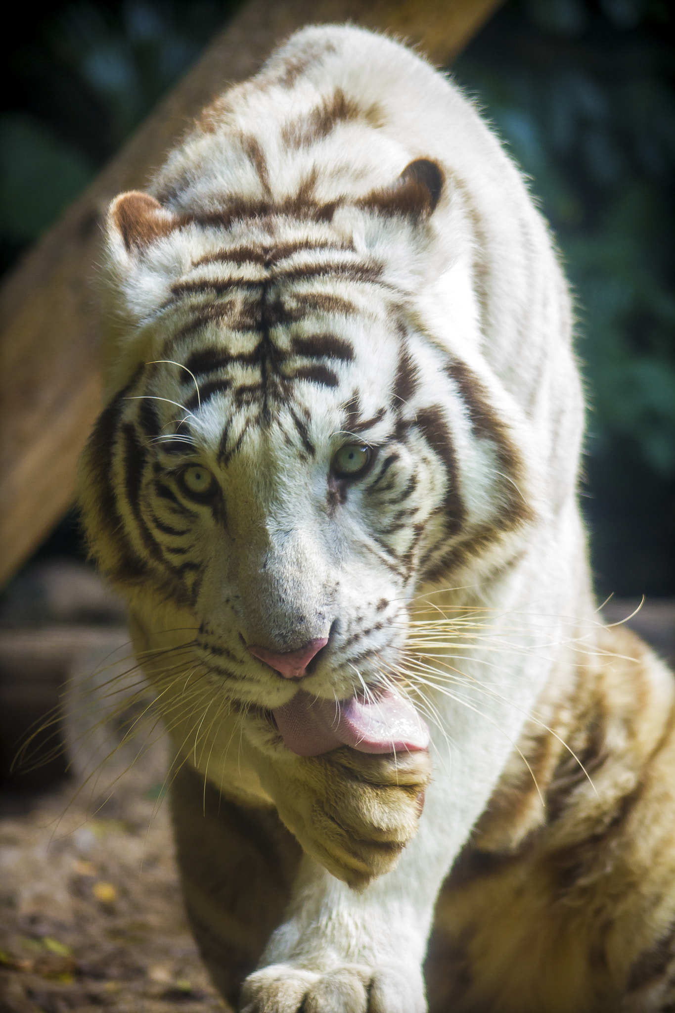 Canon EOS 7D + EF75-300mm f/4-5.6 sample photo. White tiger photography