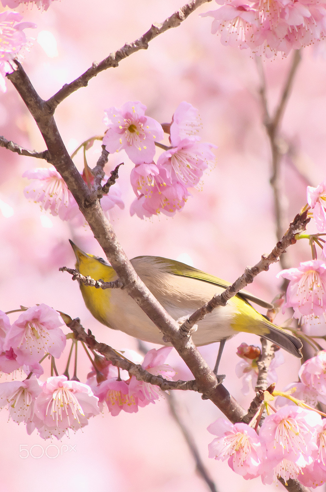 Pentax K-50 + HD Pentax DA 55-300mm F4.0-5.8 ED WR sample photo. Welcome to cherry blossom world! photography