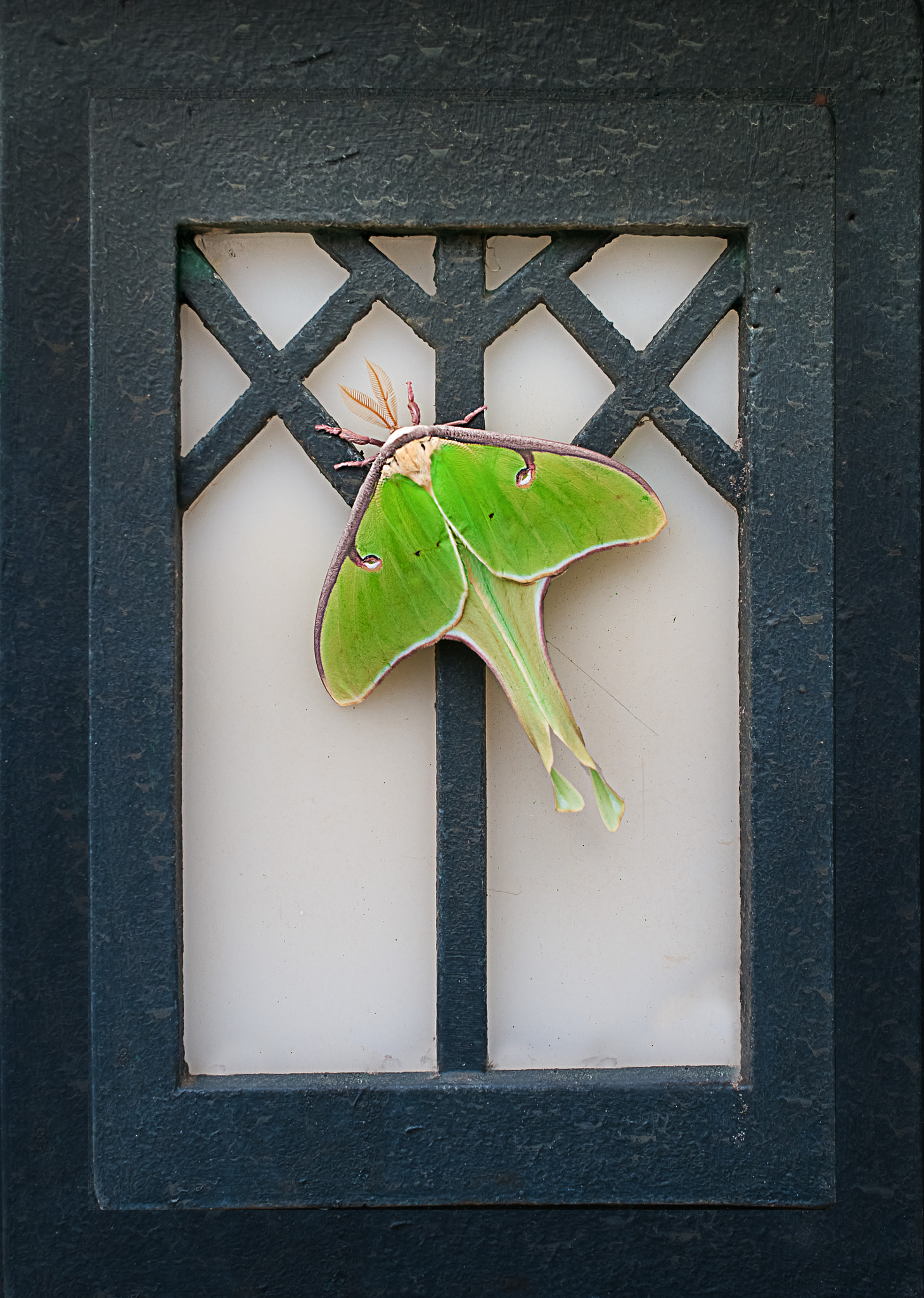 Nikon AF-S DX Micro Nikkor 40mm F2.8 sample photo. Luna moth photography