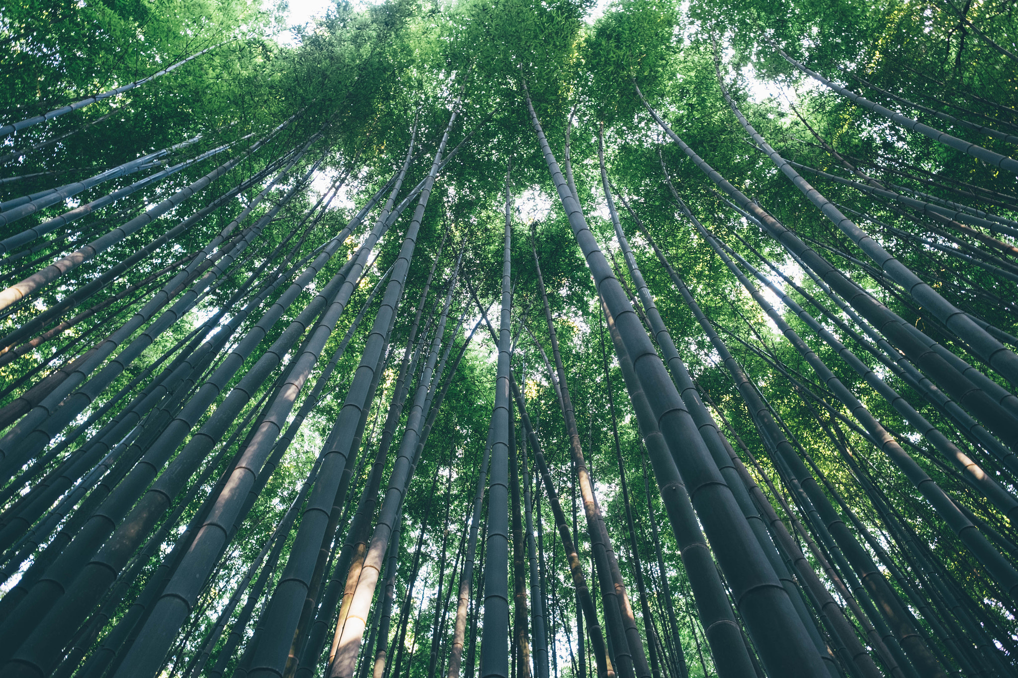 Fujifilm X-T1 + Fujifilm XF 14mm F2.8 R sample photo. Bamboo photography