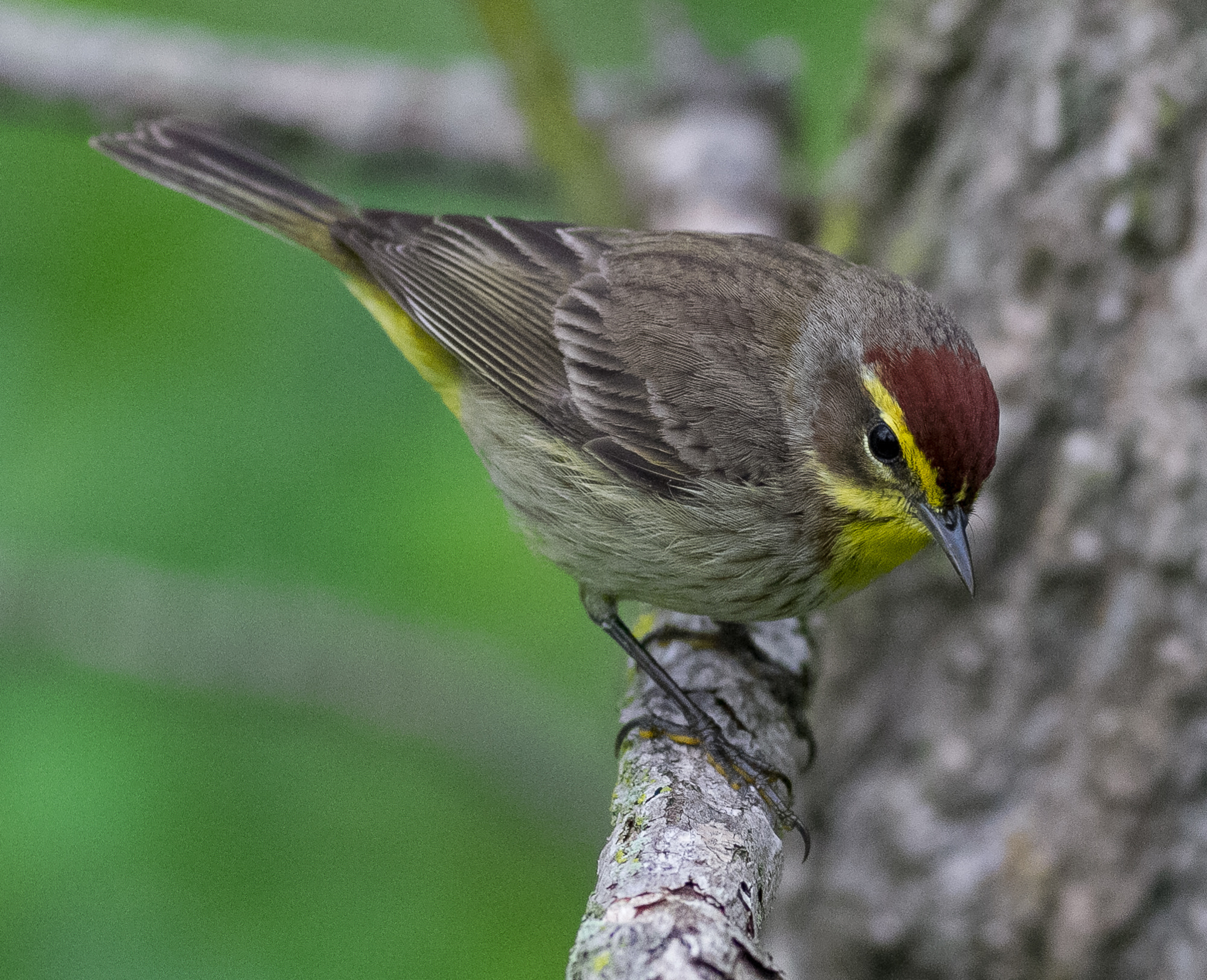 Canon EOS 7D + Canon EF 400mm F5.6L USM sample photo. Palm warbler #2 photography