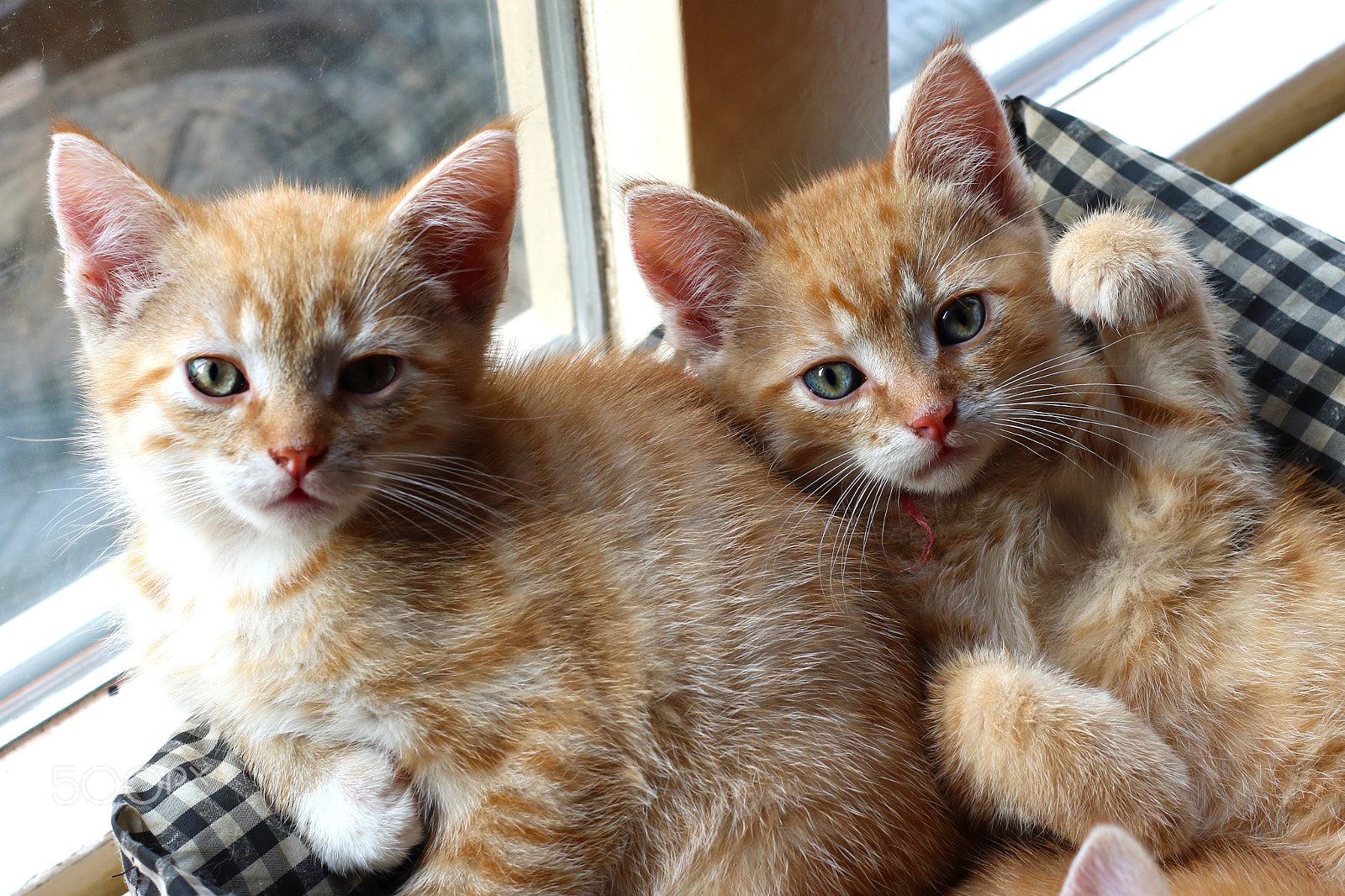 Canon EF 50mm F1.8 II sample photo. Red baby cats photography