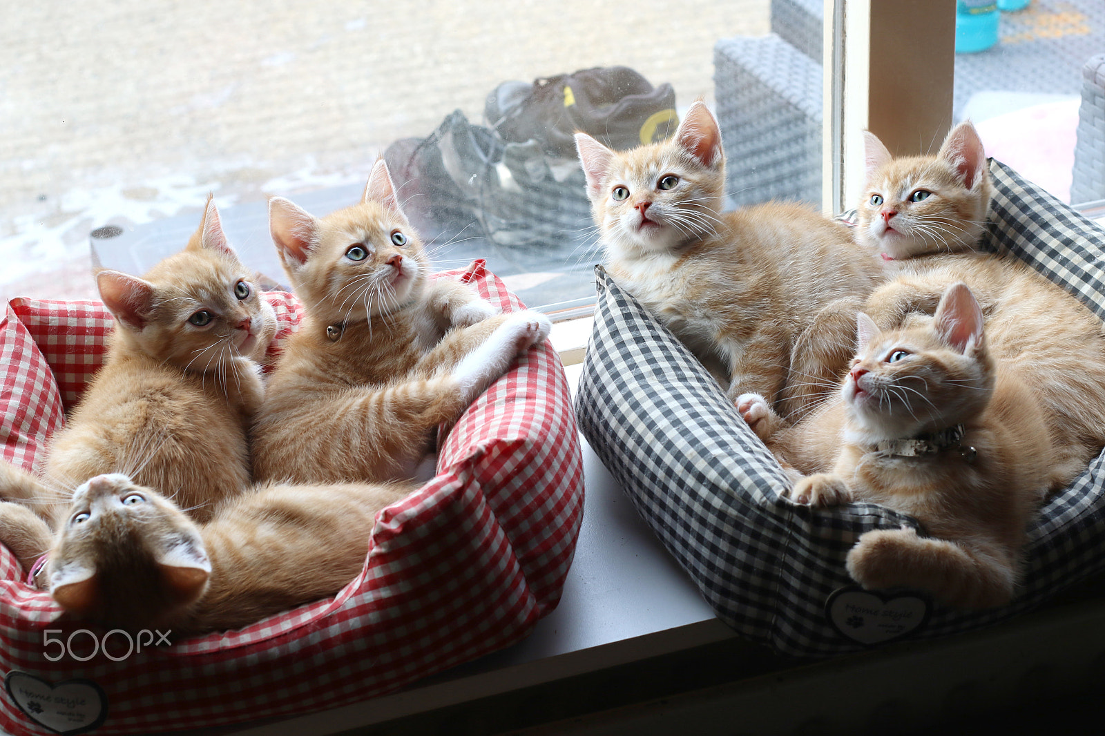 Canon EF 50mm F1.8 II sample photo. Red baby cats photography
