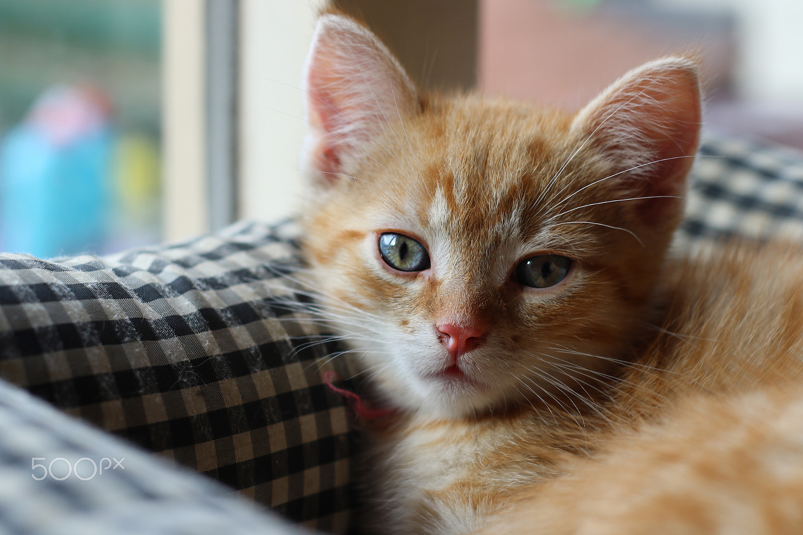 Canon EOS 7D Mark II sample photo. Red baby cats photography