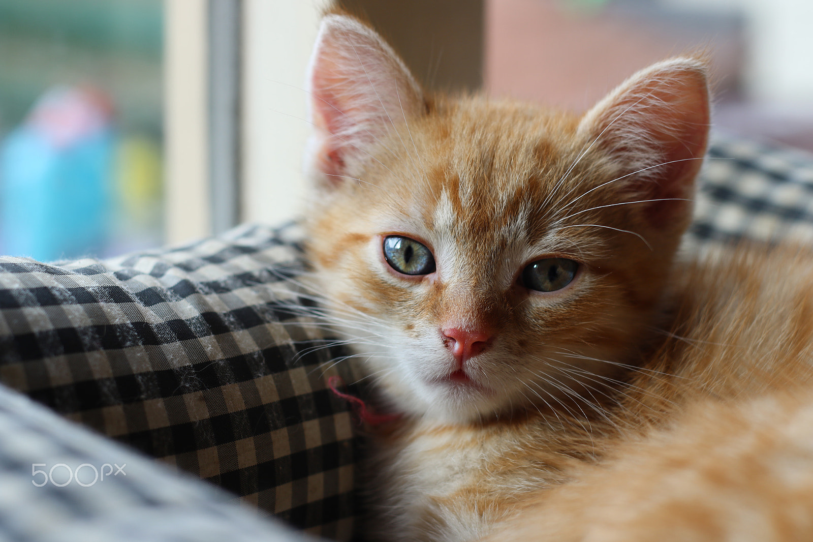 Canon EF 50mm F1.8 II sample photo. Red baby cats photography