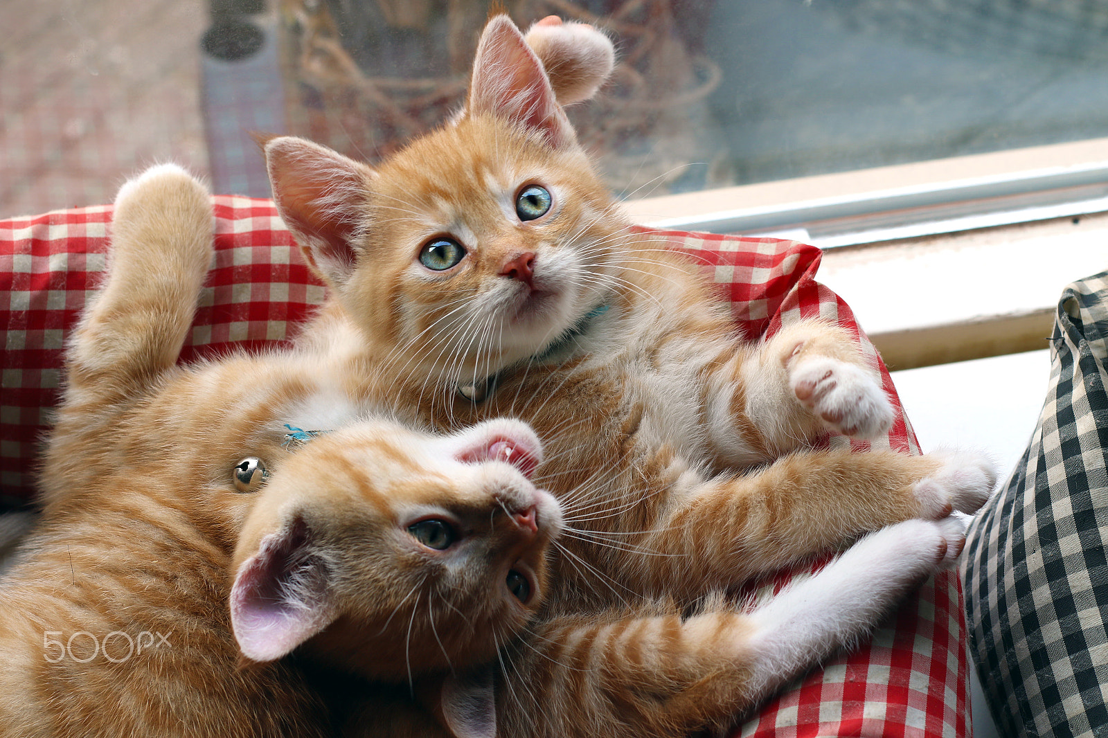 Canon EF 50mm F1.8 II sample photo. Red baby cats photography