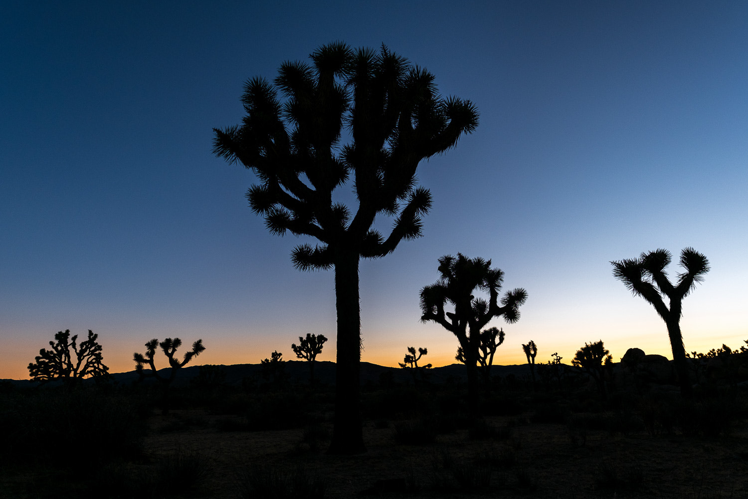 Fujifilm XF 16mm F1.4 R WR sample photo. Joshua tree sunset photography