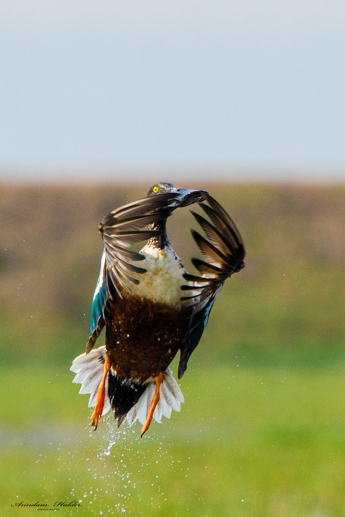 Sigma 150-500mm F5-6.3 DG OS HSM sample photo. Namaste. photography