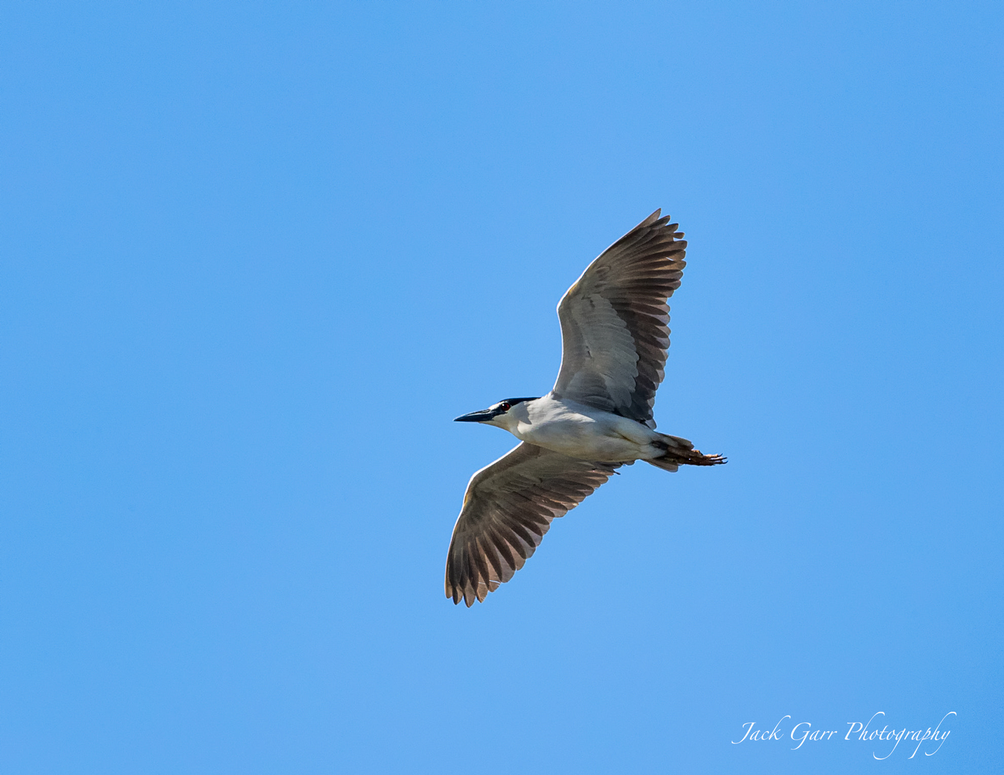 Canon EOS-1D X Mark II + 150-600mm F5-6.3 DG OS HSM | Sports 014 sample photo. Black-crowned night-heron in flight photography