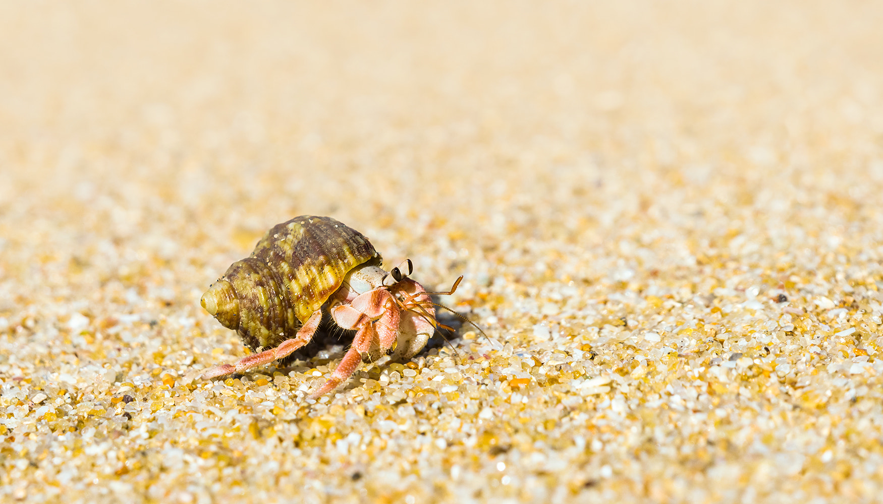 Sony a99 II + Sony 70-400mm F4-5.6 G SSM sample photo. Hermit crab photography