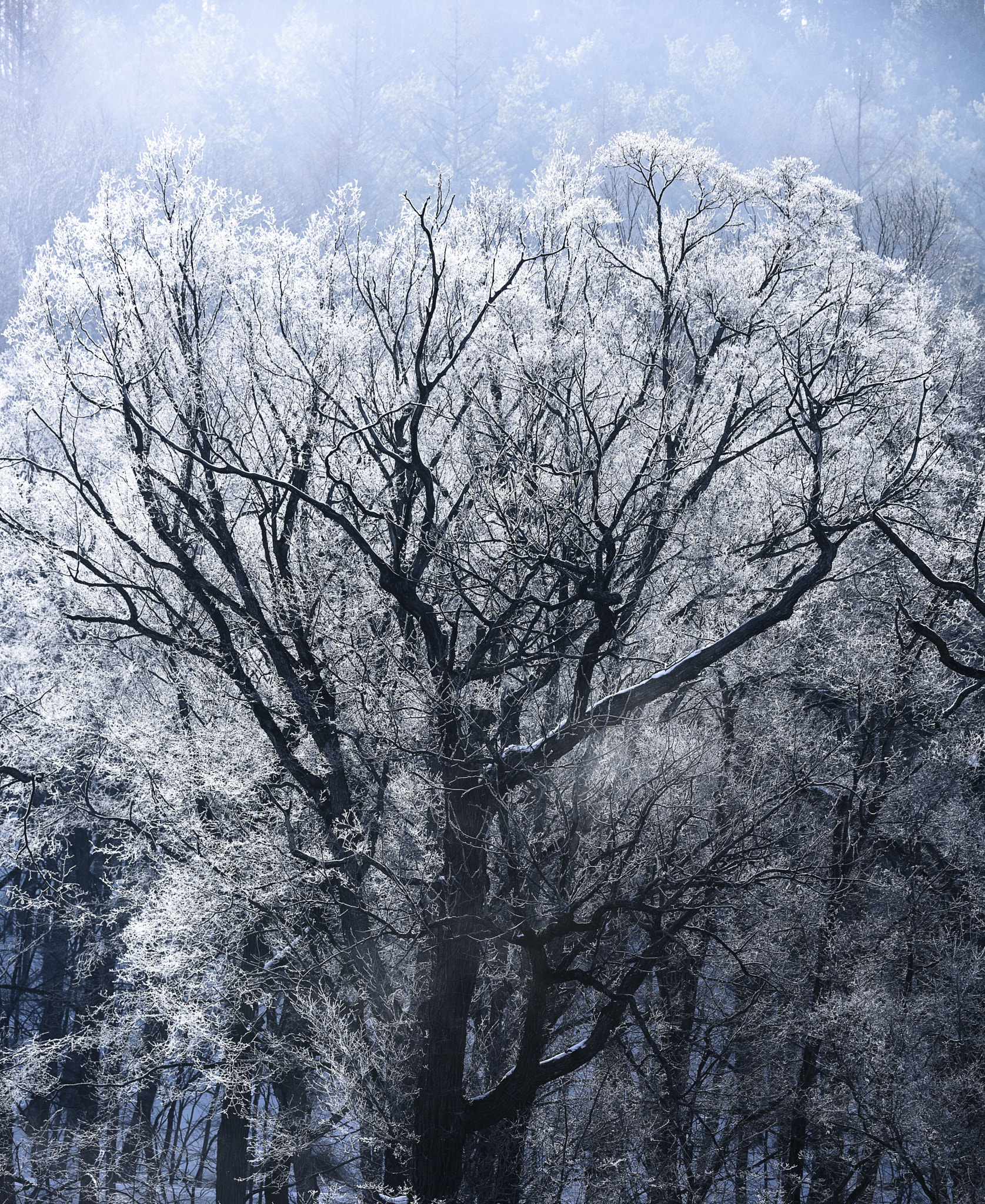 Nikon D810 sample photo. Rime photography