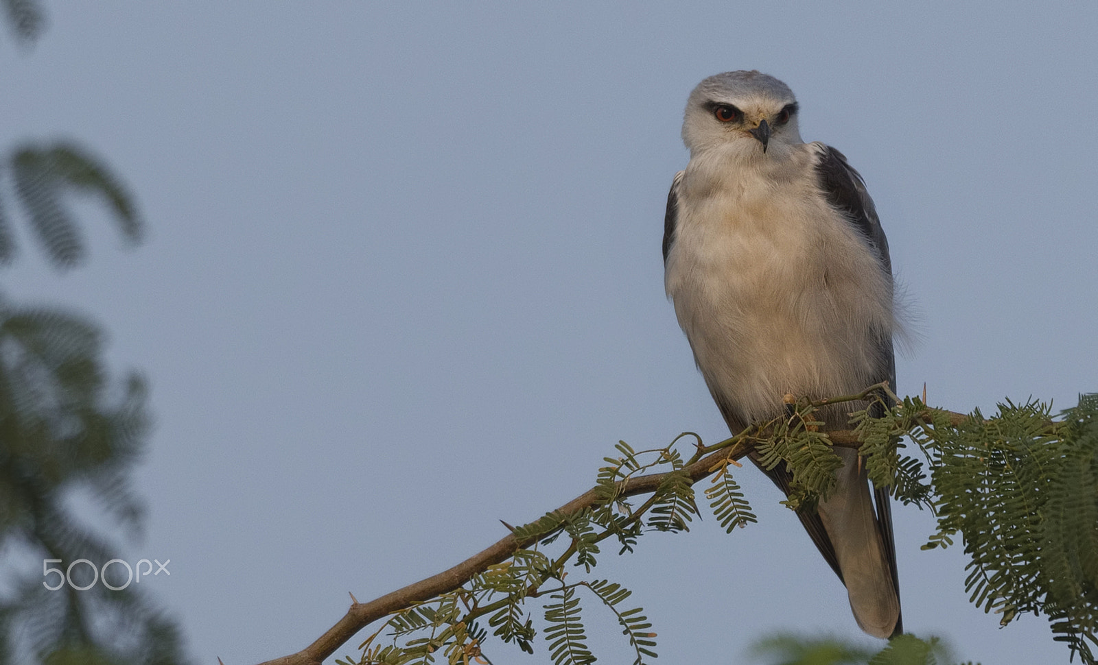 Nikon D750 + Nikon AF-S Nikkor 500mm F4G ED VR sample photo. Black-winged kite photography