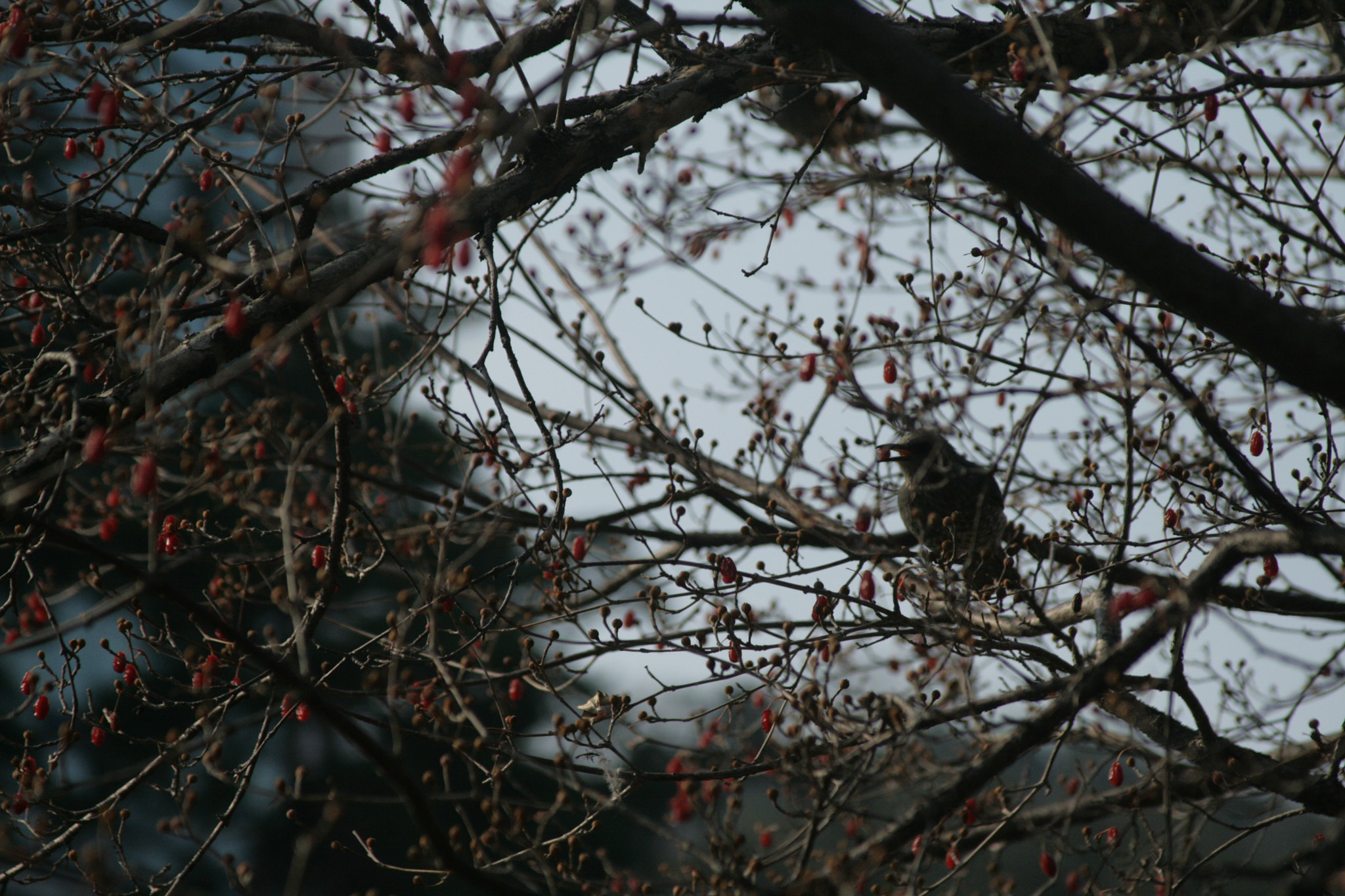 Canon EOS 400D (EOS Digital Rebel XTi / EOS Kiss Digital X) + Canon EF 28-135mm F3.5-5.6 IS USM sample photo. Surviving winter... photography