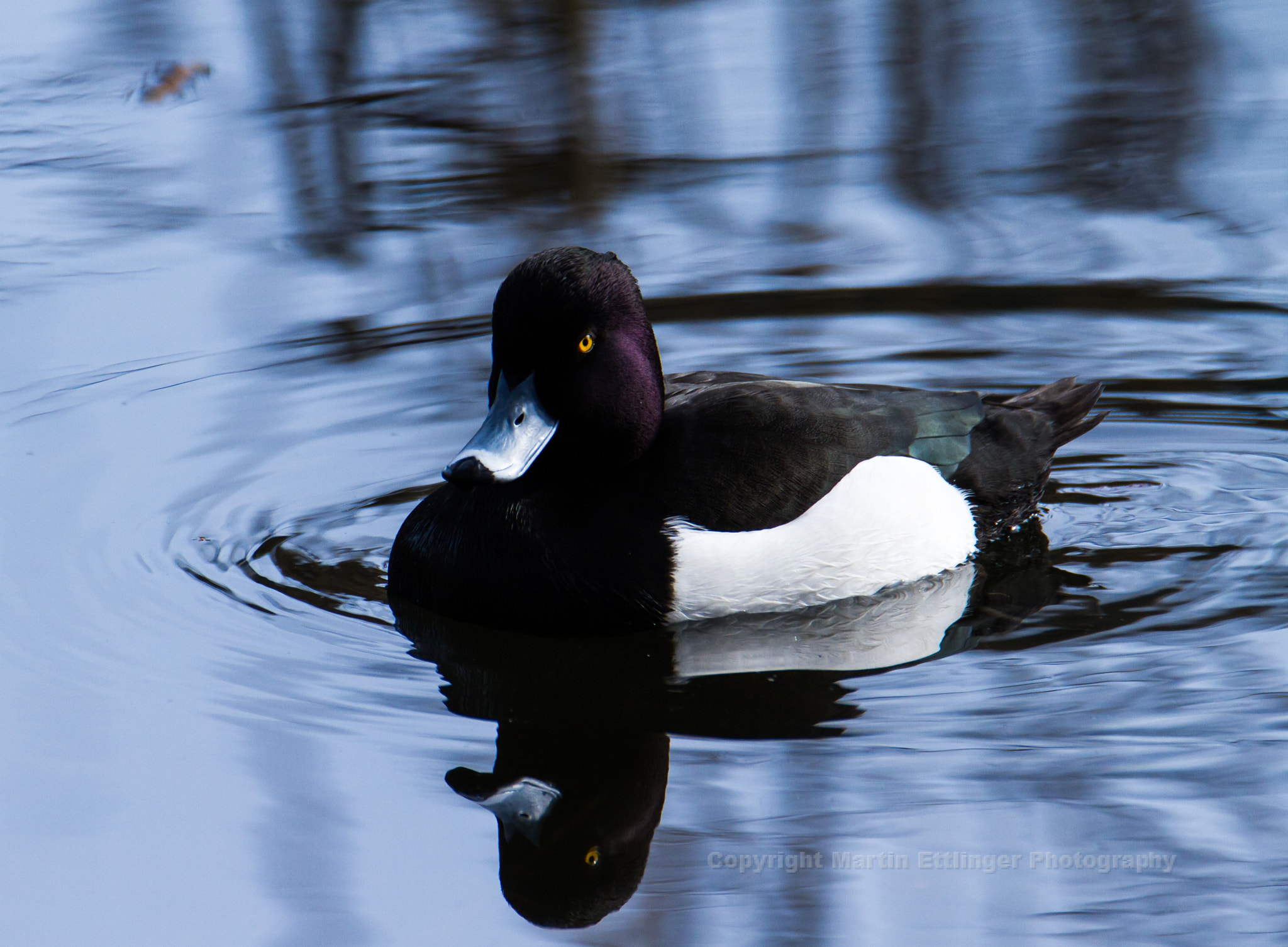 Canon EOS 7D sample photo. Tufted duck male bird (aythya fuligula) at the schlachtensee in berlin 13032017 photography