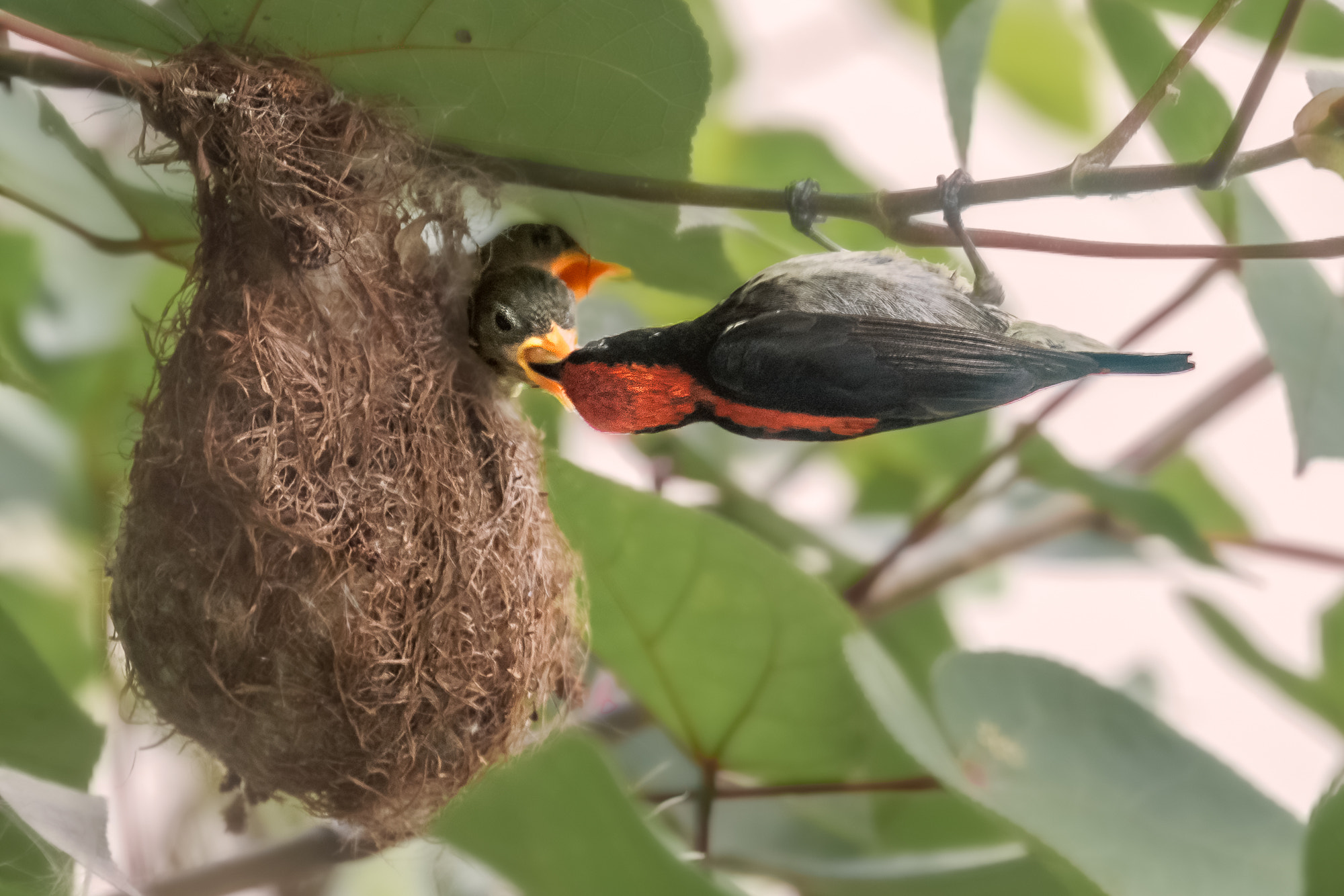 Nikon Nikkor AF-S 300mm F4E PF ED VR sample photo. Scarlet-backed flower pecker nesting @ cg photography