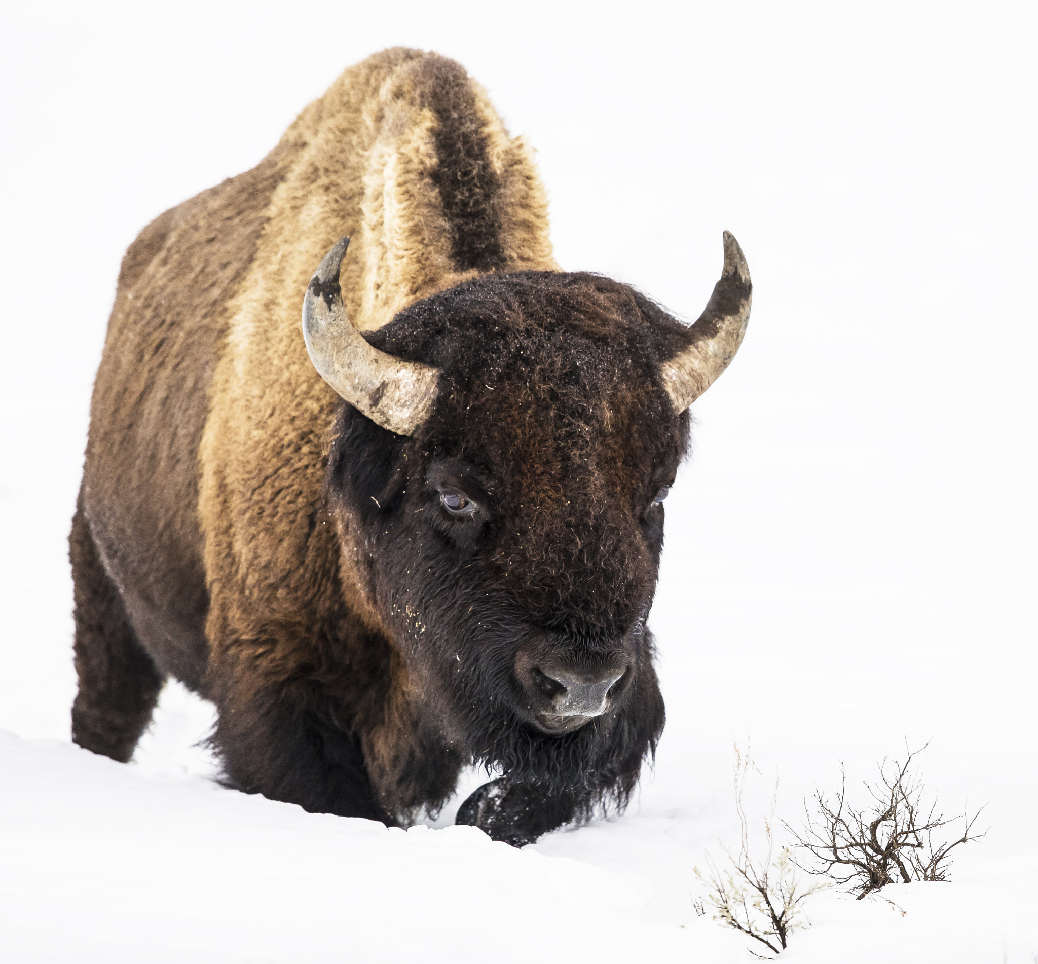 Canon EOS-1D X Mark II + Canon EF 600mm F4L IS II USM sample photo. Bison and the sagebrush photography