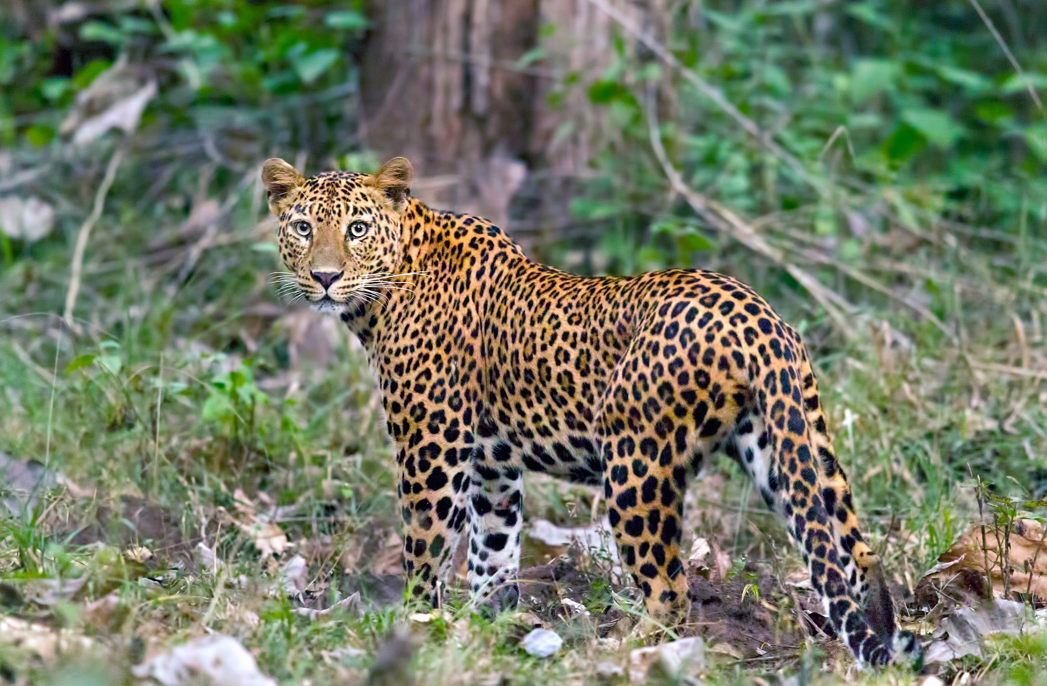 Canon EOS 7D + Canon EF 600mm F4L IS II USM sample photo. Leopard at dusk photography