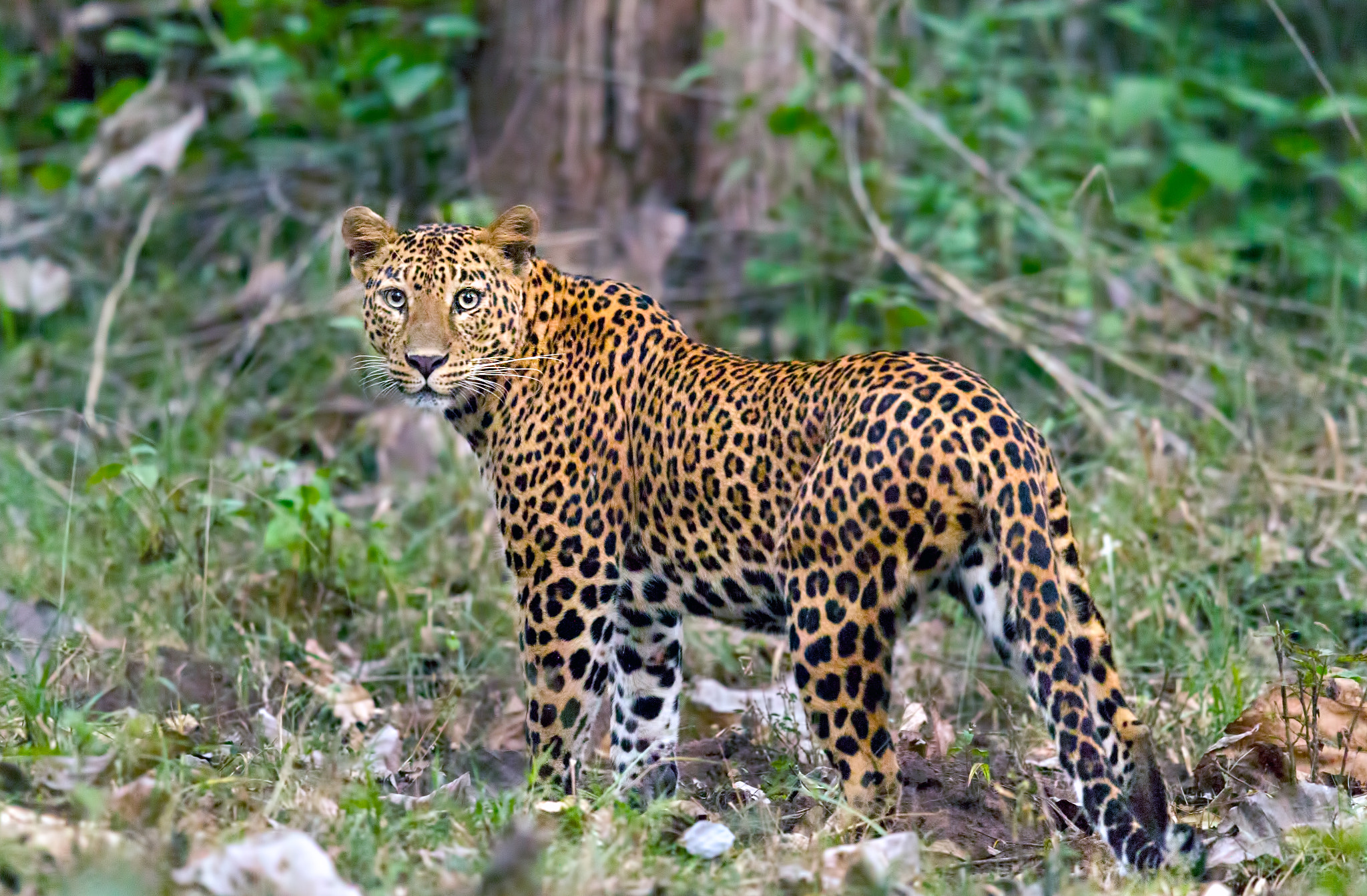 Canon EOS 7D sample photo. Leopard at dusk photography