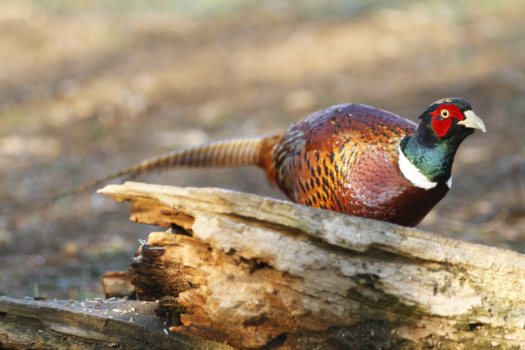 Canon EF 300mm f/4L sample photo. Common pheasant photography