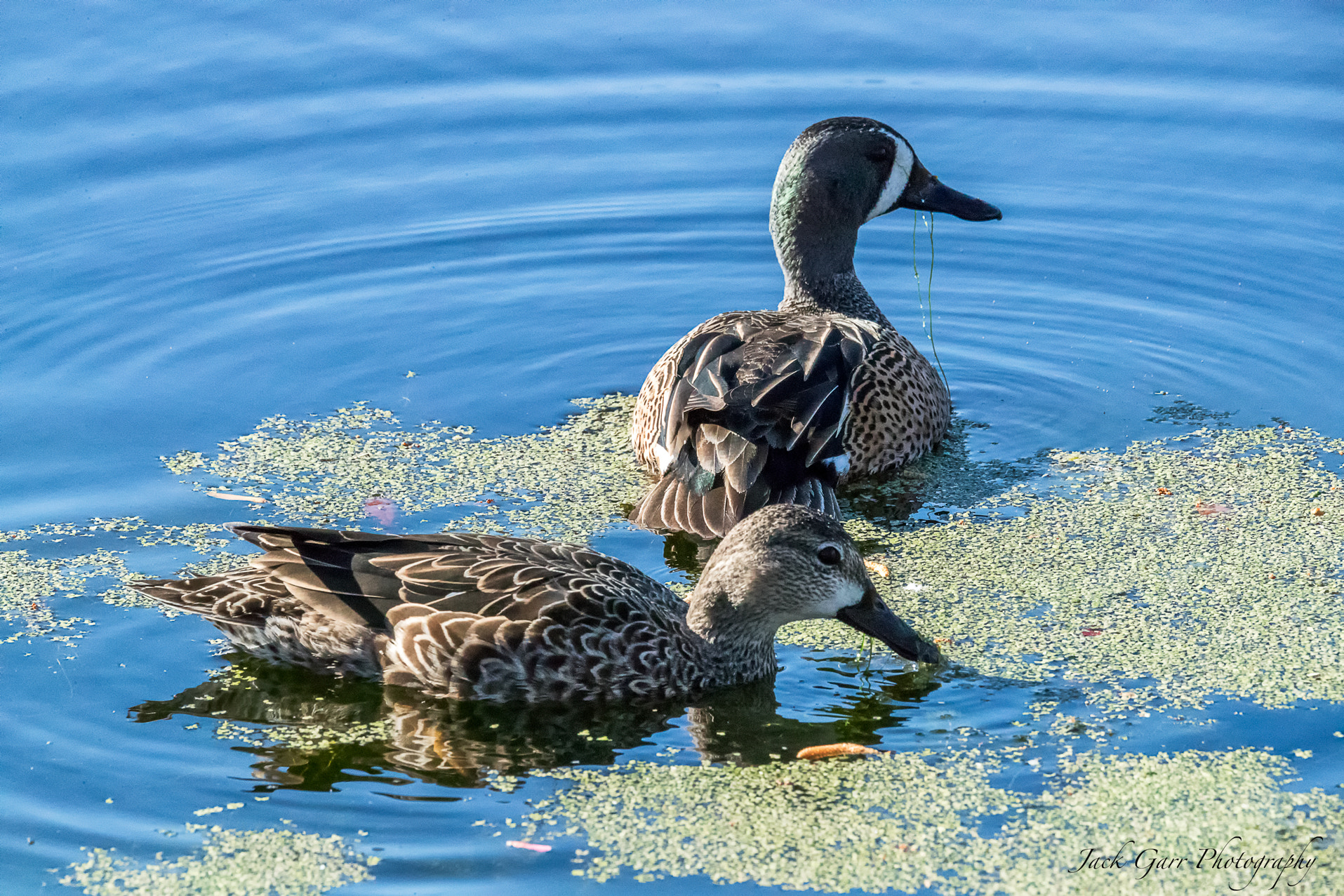 Canon EOS-1D X Mark II sample photo. Male and female blue_winged teal photography