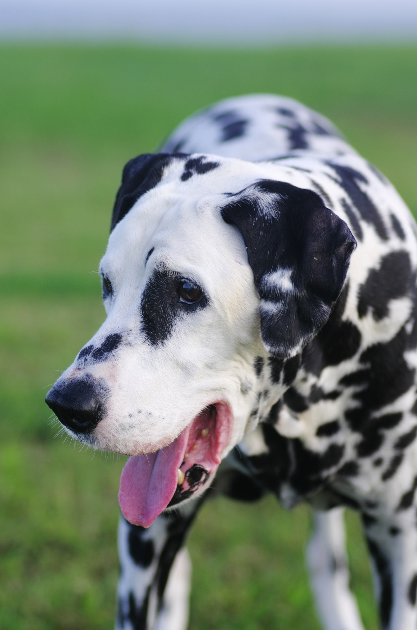 Pentax K-5 + Tamron SP AF 90mm F2.8 Di Macro sample photo. An old dalmatian photography
