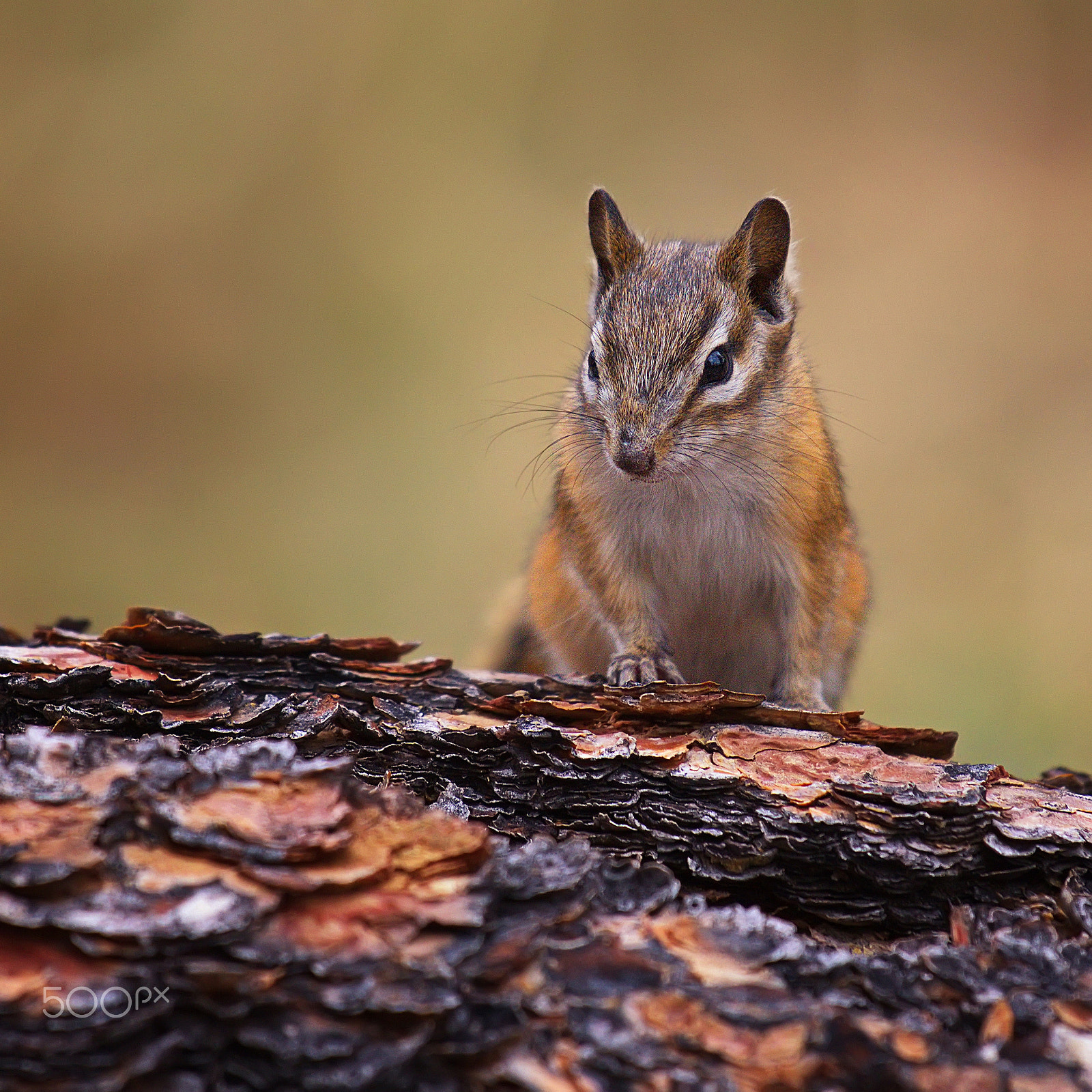 Canon EOS 650D (EOS Rebel T4i / EOS Kiss X6i) + Canon EF 70-200mm F4L IS USM sample photo. On the stump photography