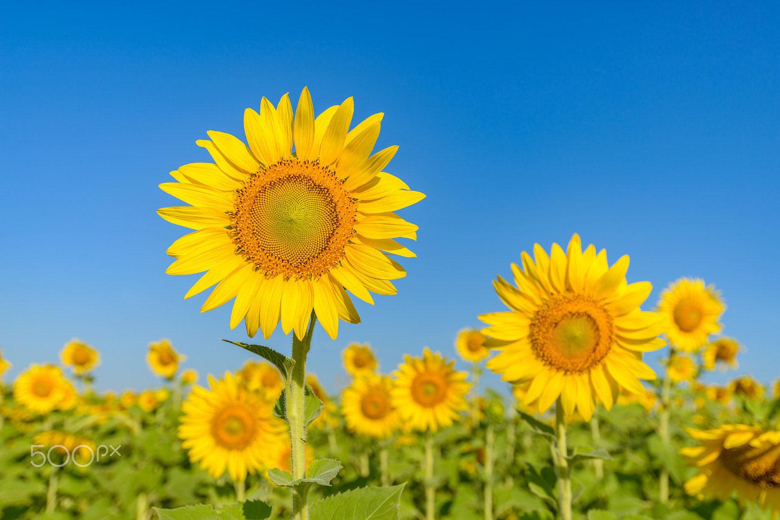 Nikon AF-S Nikkor 18-35mm F3.5-4.5G ED sample photo. Sunflowers with blue sky on sunny day photography