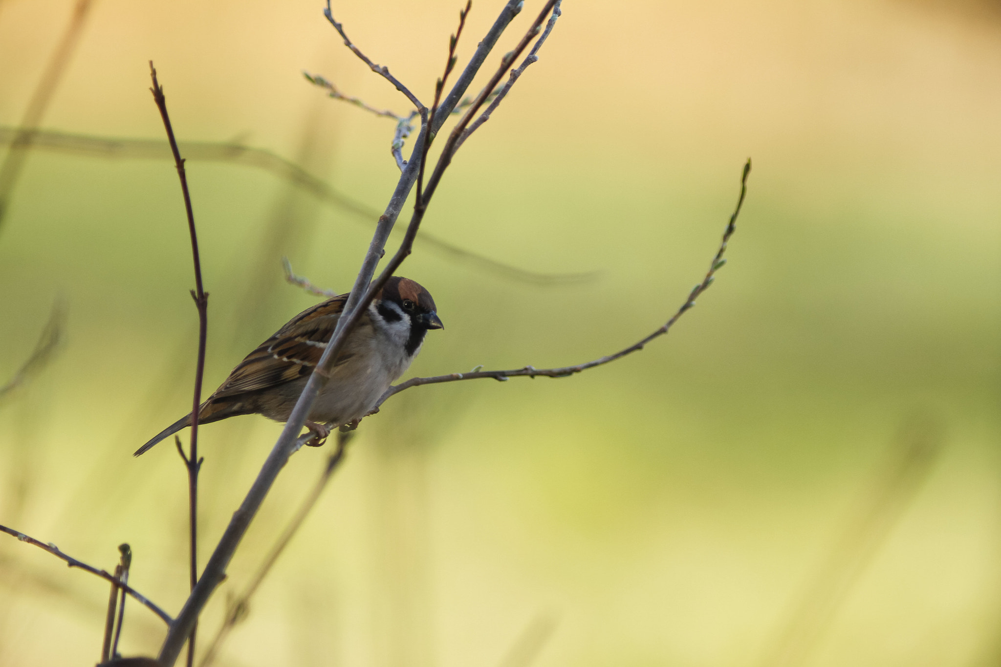 Canon EF 300mm f/4L sample photo. House sparrow in coloured background photography