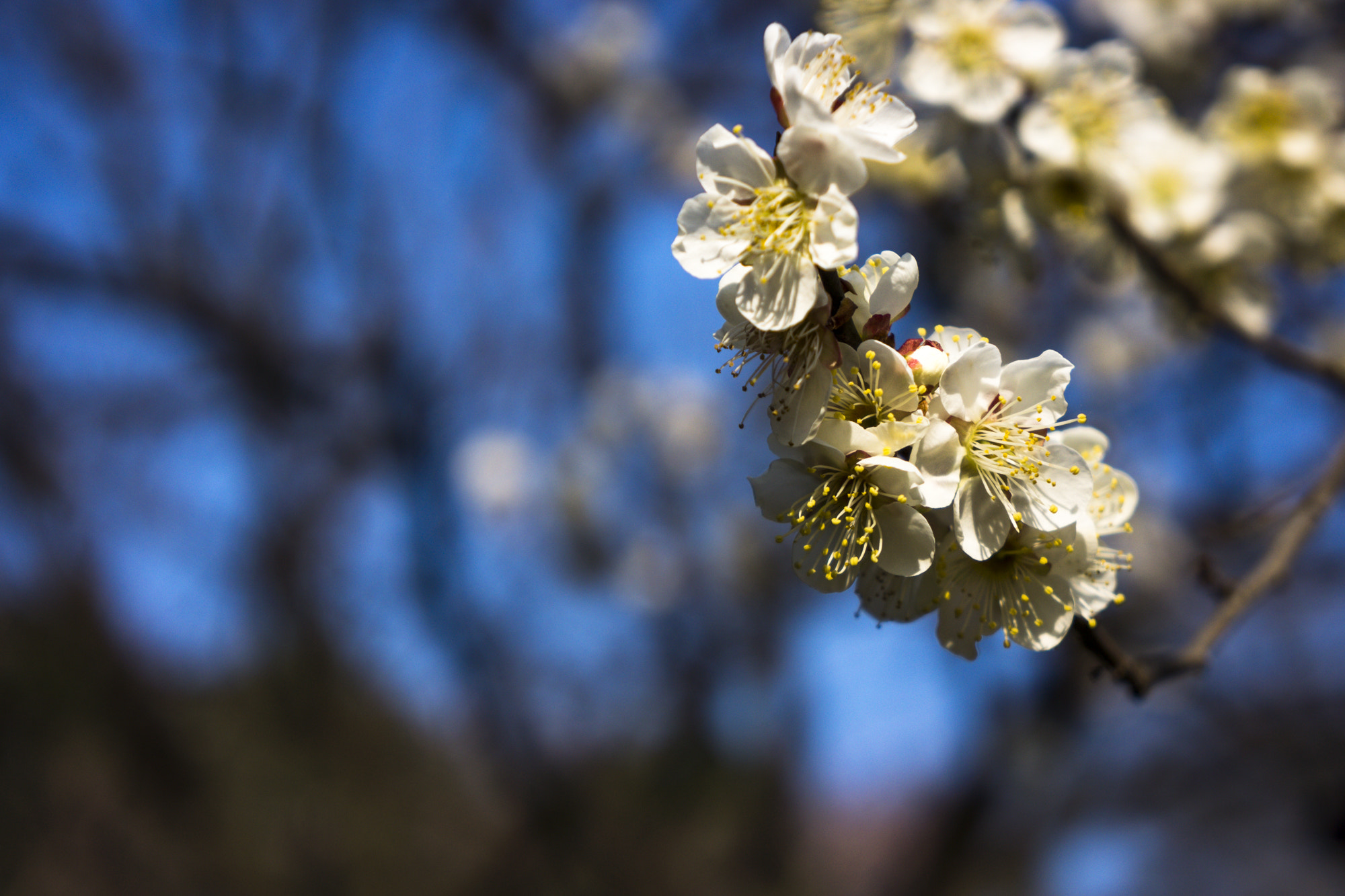 Sony Alpha NEX-7 sample photo