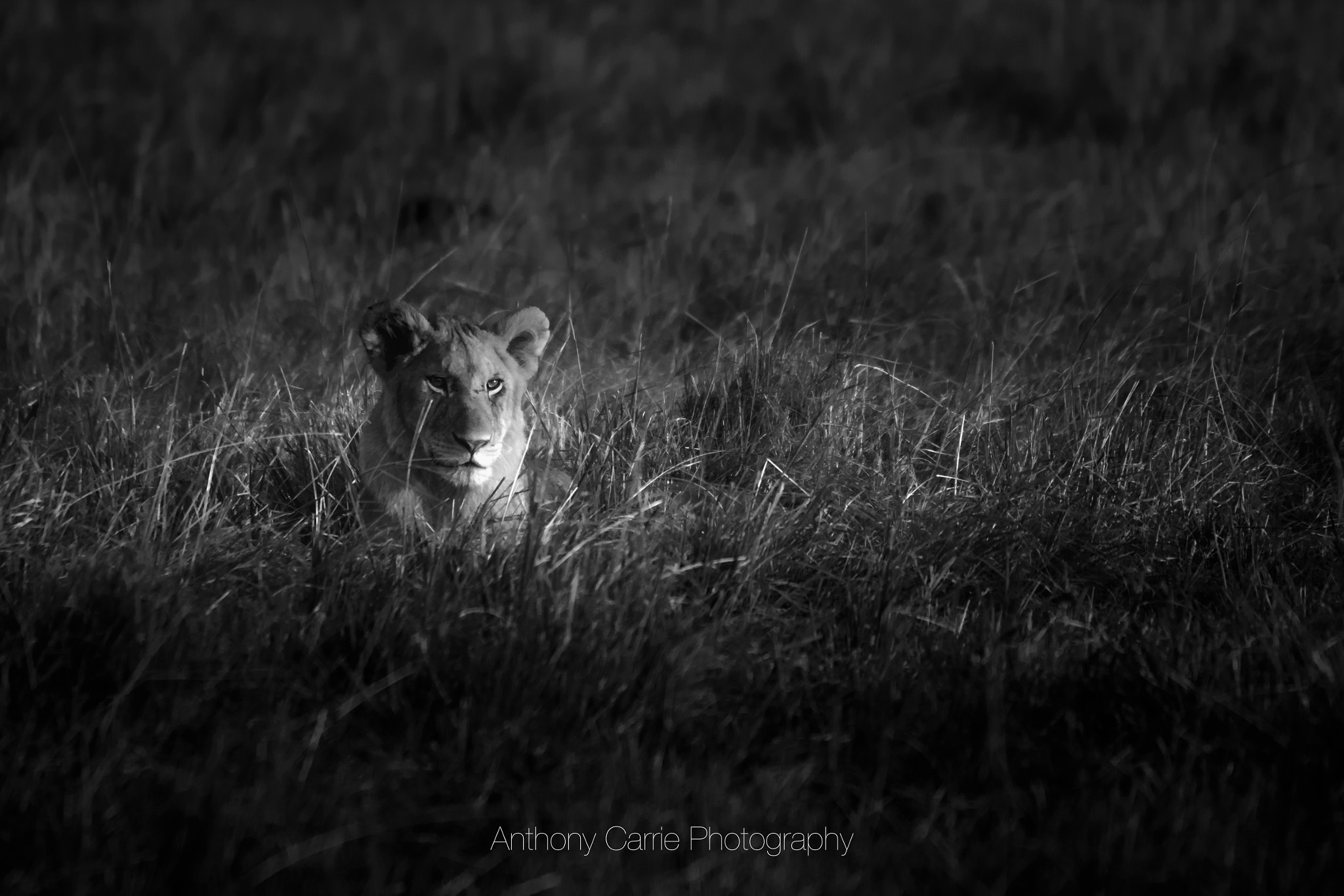 Canon EOS 70D sample photo. Mara lion photography