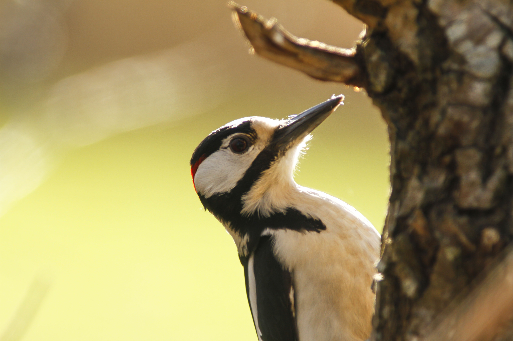 Canon EOS 7D + Canon EF 300mm f/4L + 1.4x sample photo. Close woodpecker photography