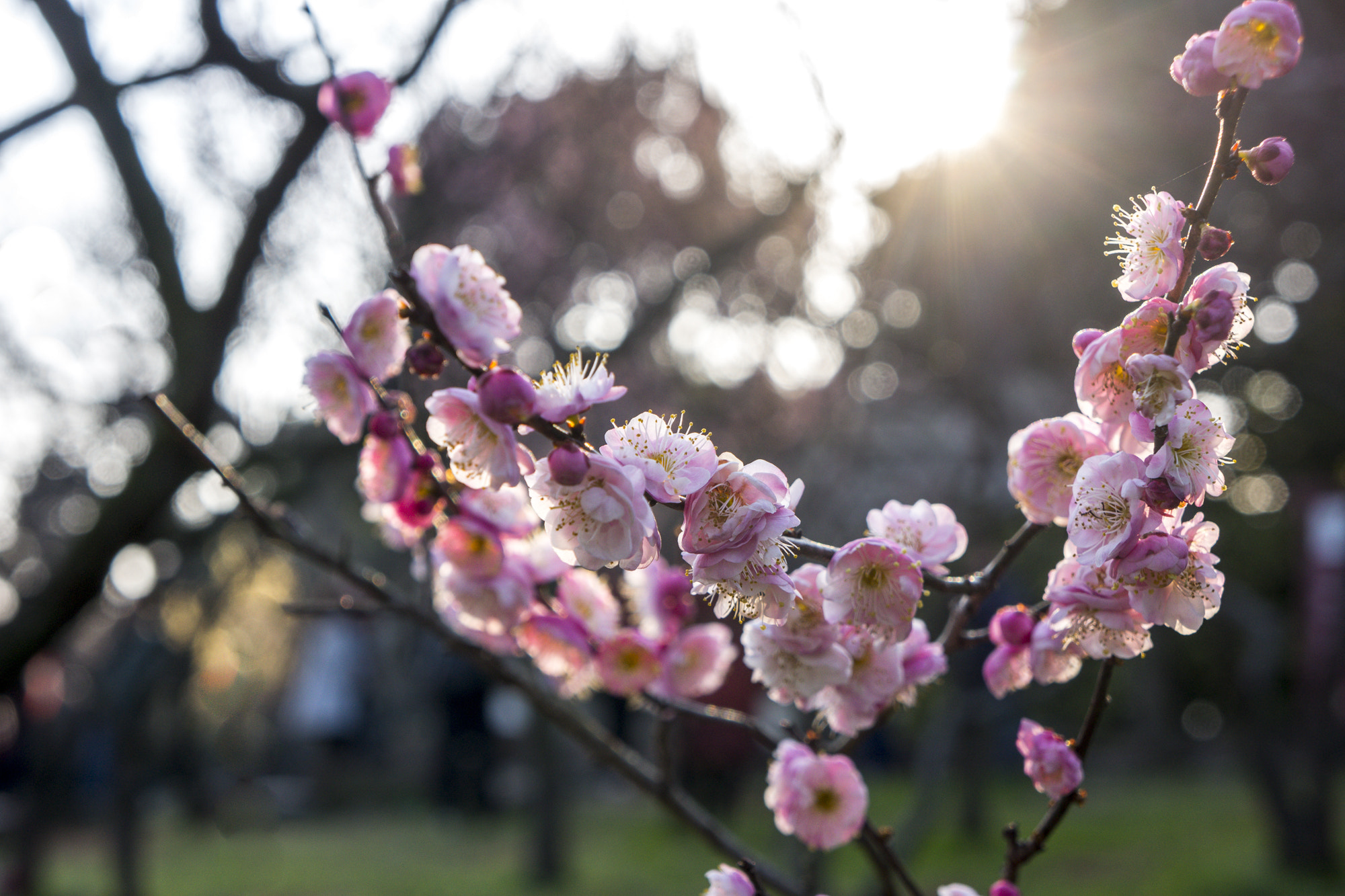 Sony Alpha NEX-7 sample photo