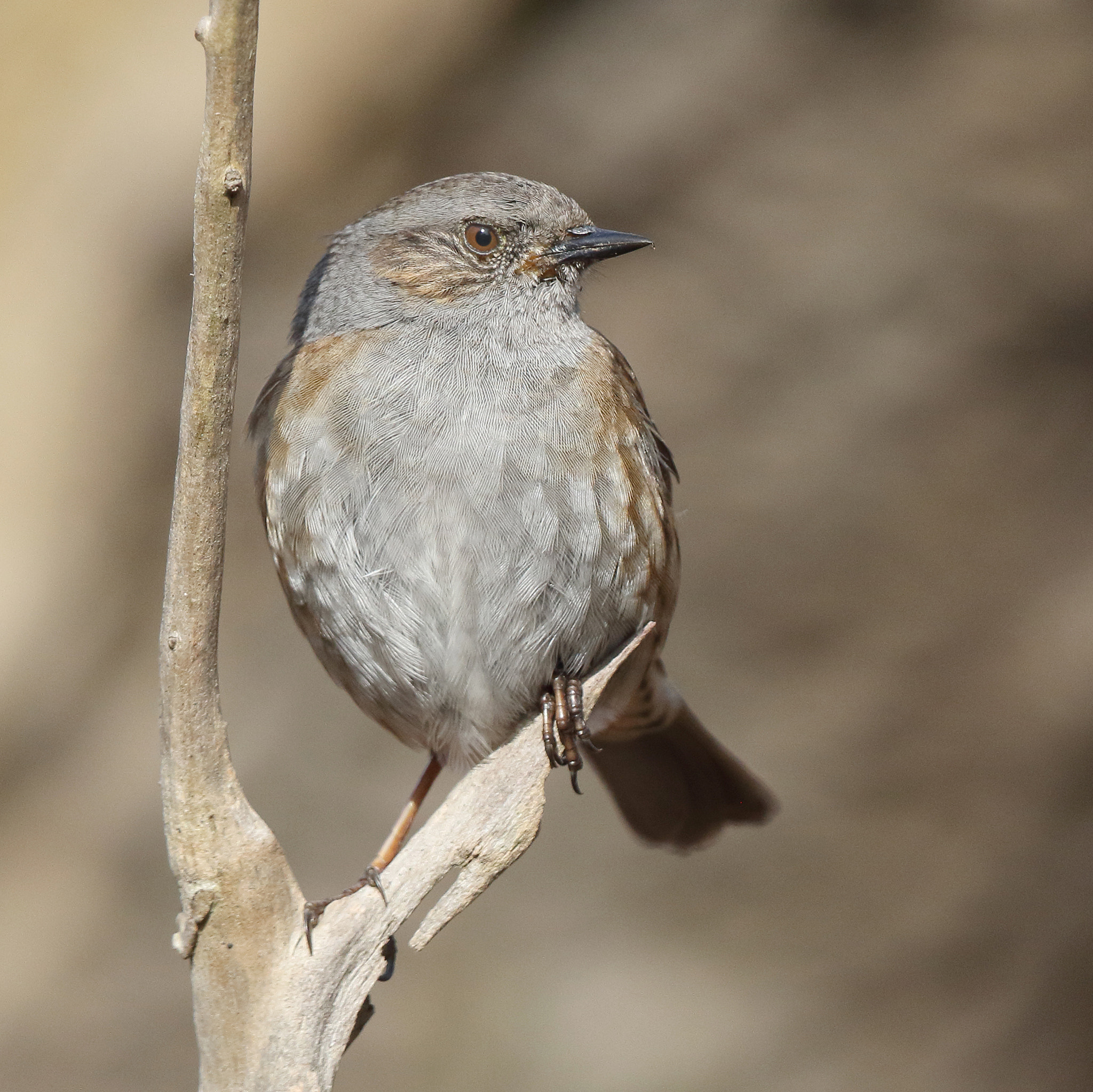 Canon EF 500mm F4L IS II USM sample photo. Prunella modularis photography