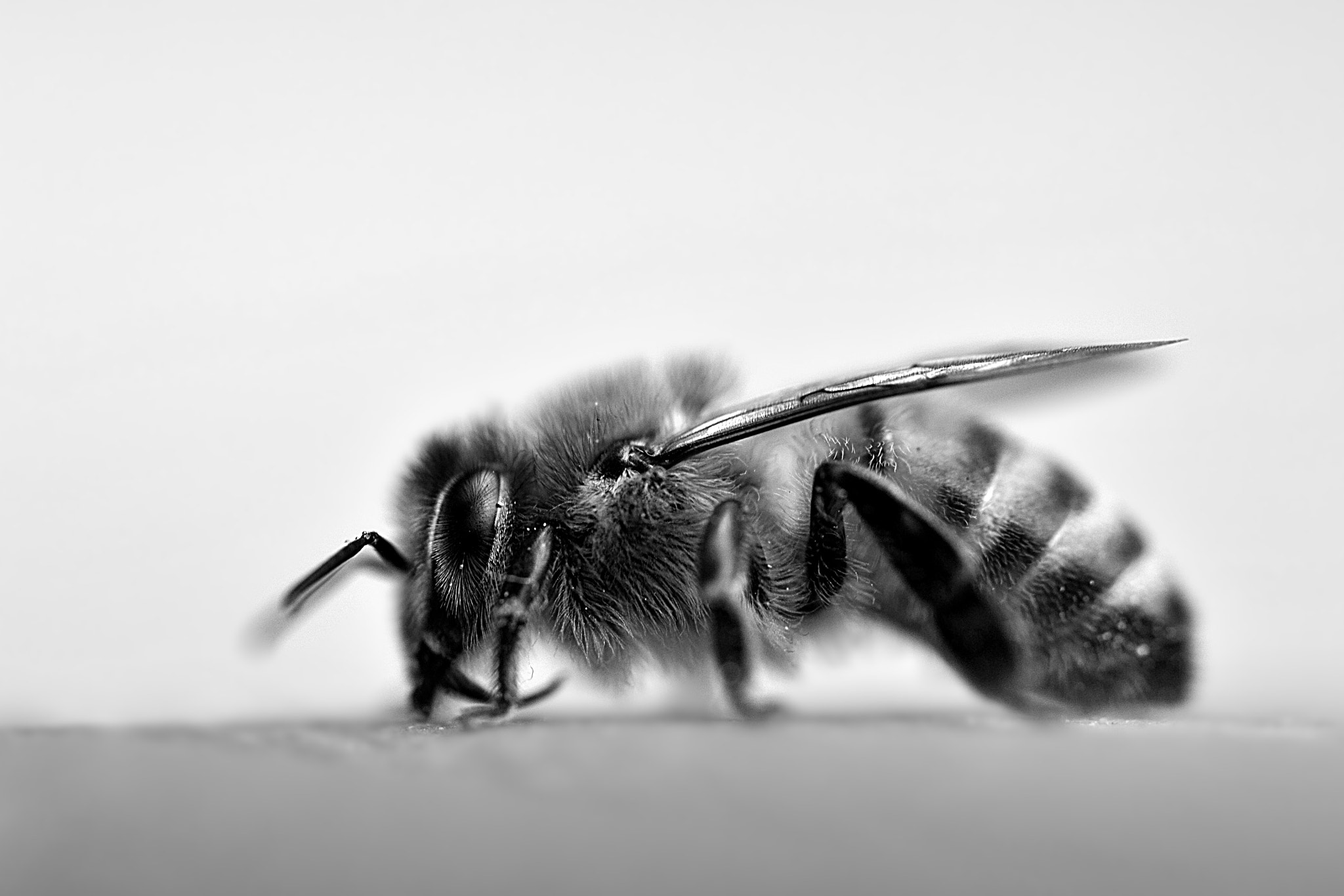 Sigma 105mm F2.8 EX DG OS HSM sample photo. Beelack and white photography