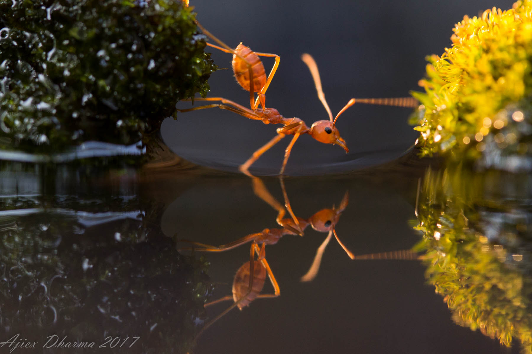 Canon EF-S 60mm F2.8 Macro USM sample photo. Mirroring  photography