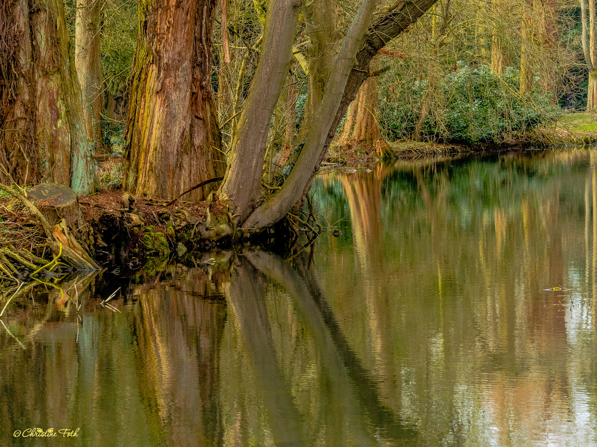 Olympus OM-D E-M5 II + Olympus M.Zuiko Digital ED 40-150mm F2.8 Pro sample photo. Trees in the mirror photography