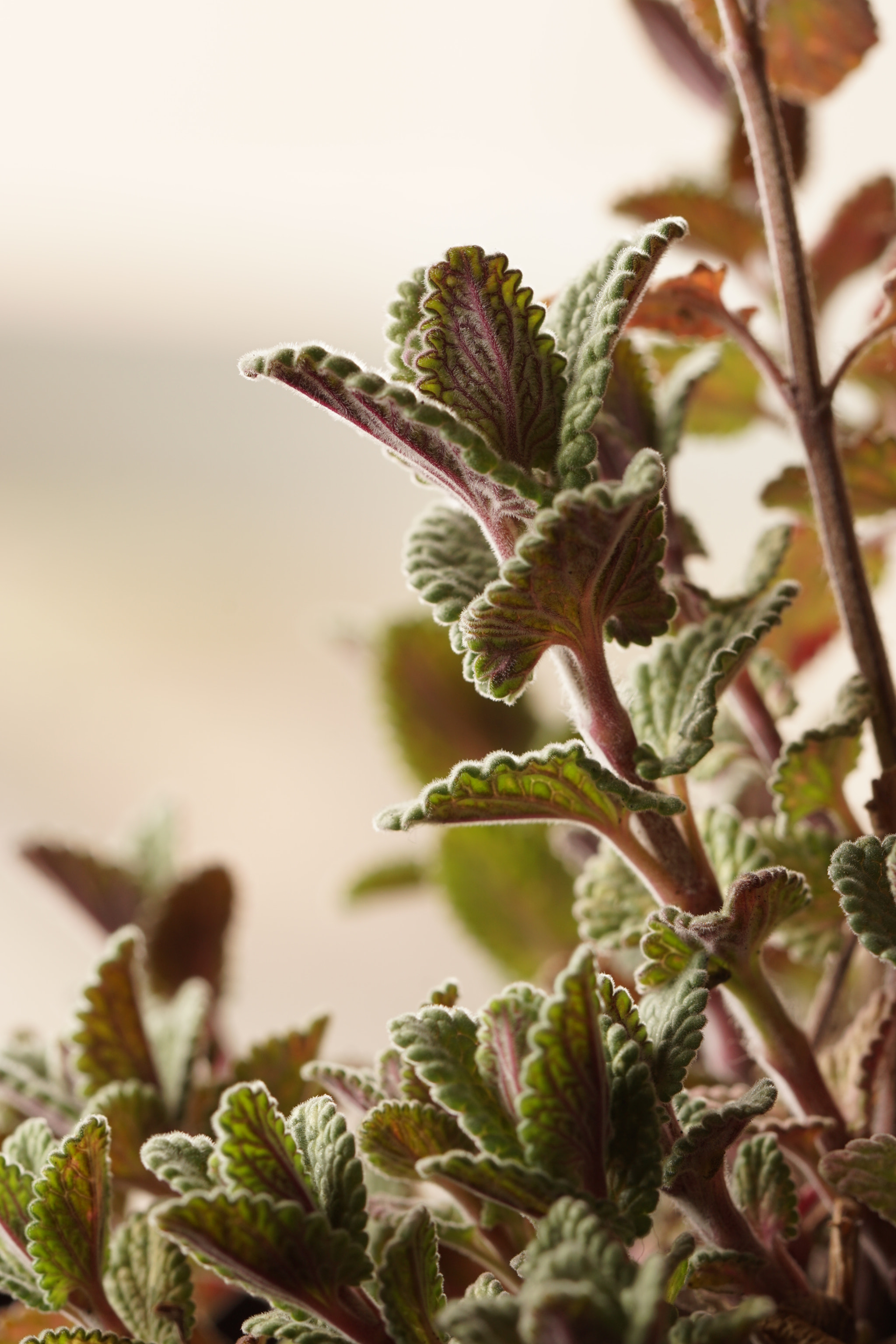 Sony ILCA-77M2 + 90mm F2.8 Macro SSM sample photo. Herb photography