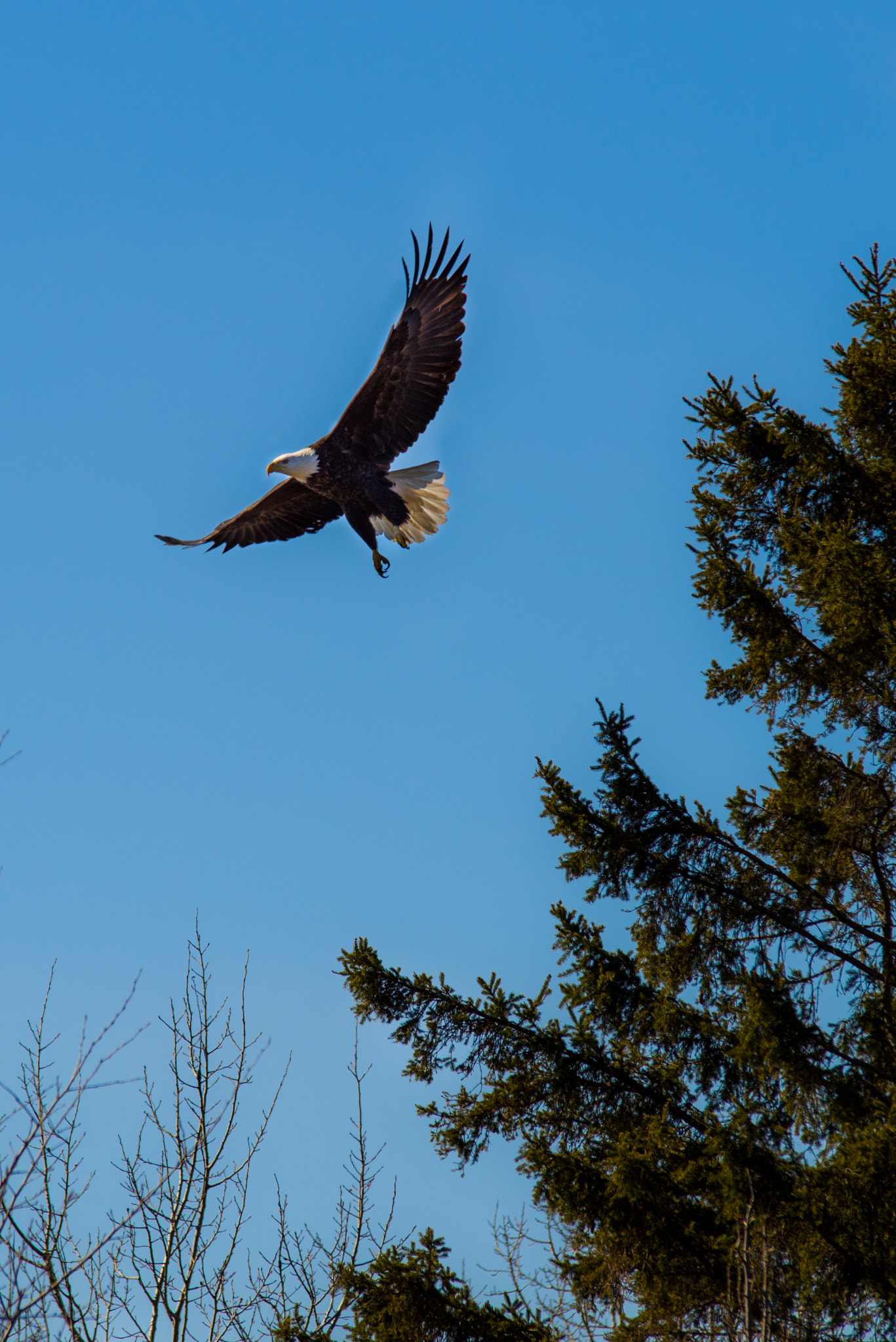 Pentax K-1 + Tamron SP AF 70-200mm F2.8 Di LD (IF) MACRO sample photo. Take off photography