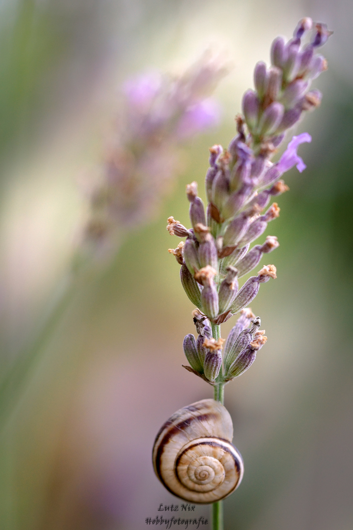 Sony SLT-A65 (SLT-A65V) + 90mm F2.8 Macro SSM sample photo. Still life with snail shell and lavender photography